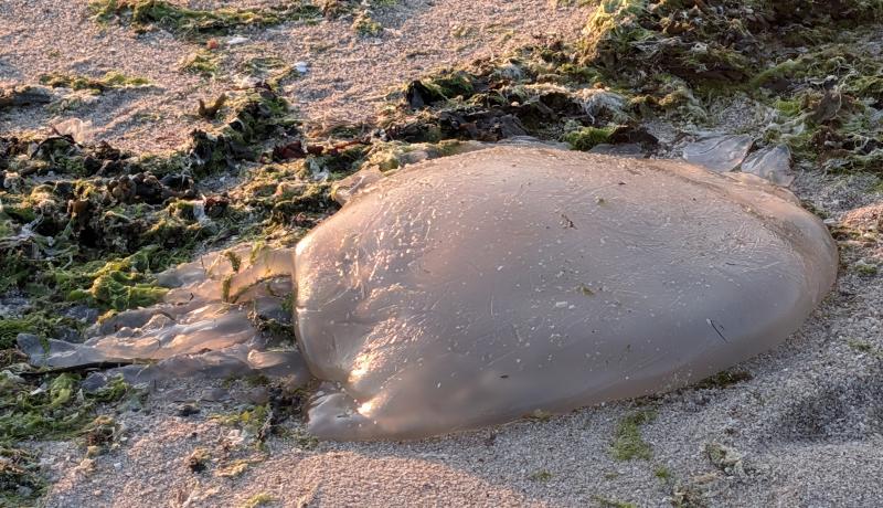 Rhizostoma octopus