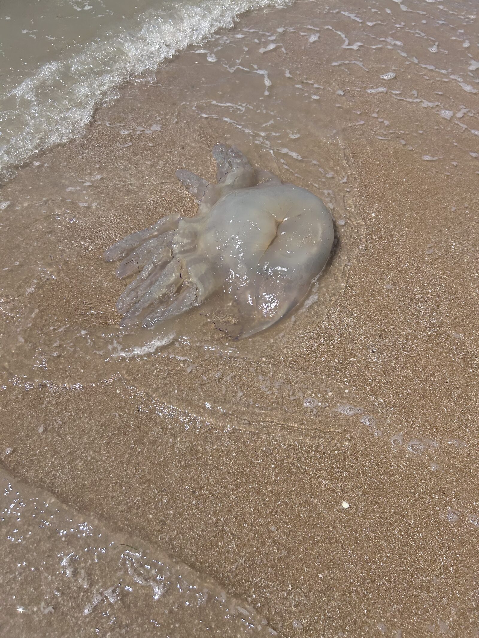 Rhizostoma octopus