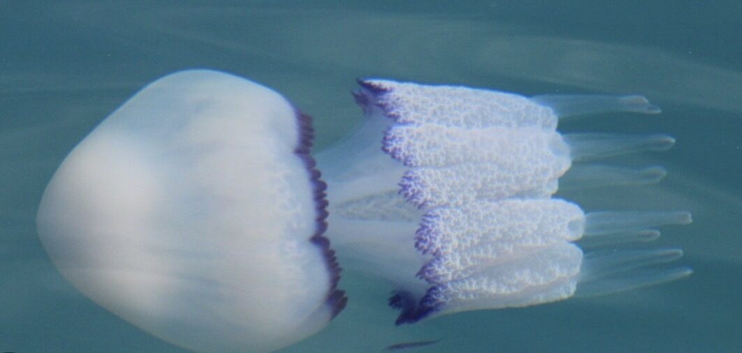 Rhizostoma octopus