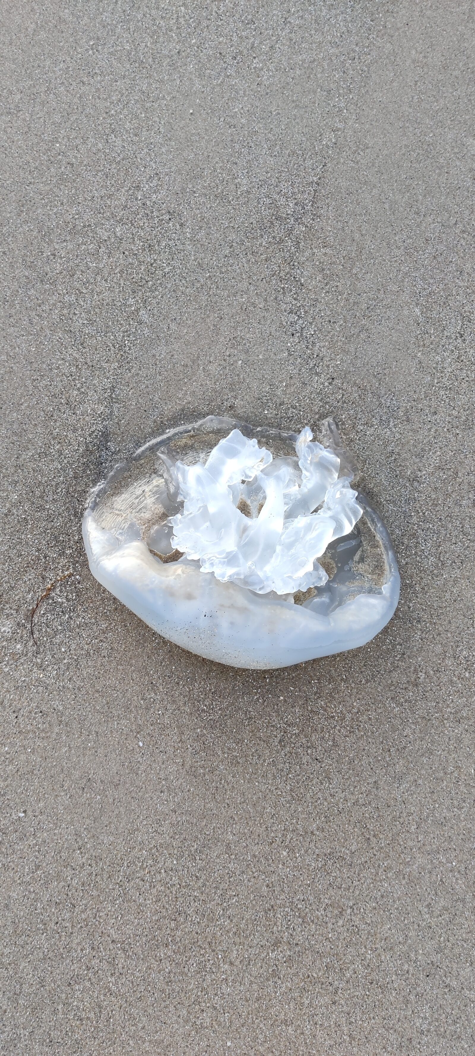 Rhizostoma octopus
