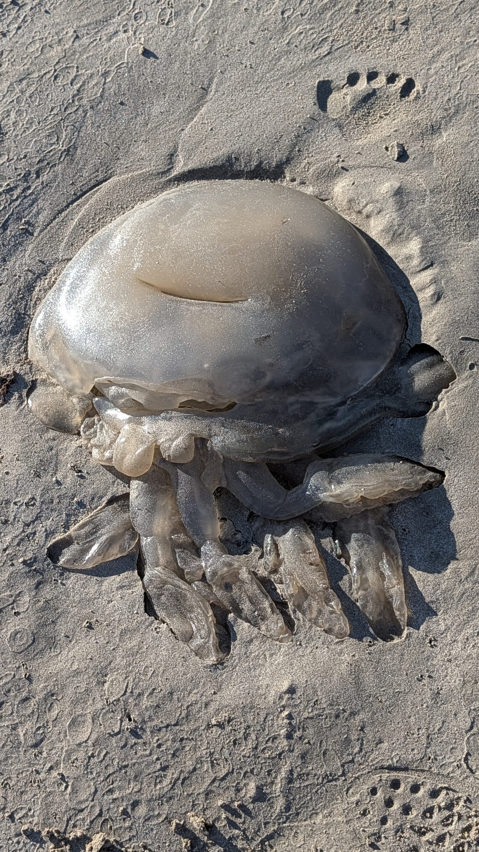 Rhizostoma octopus