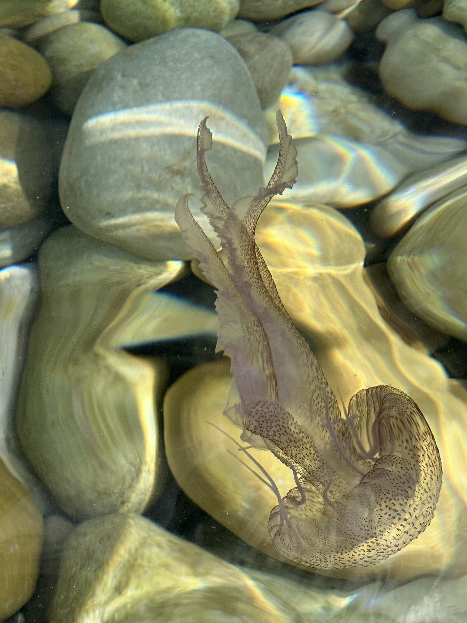 Pelagia Noctiluca