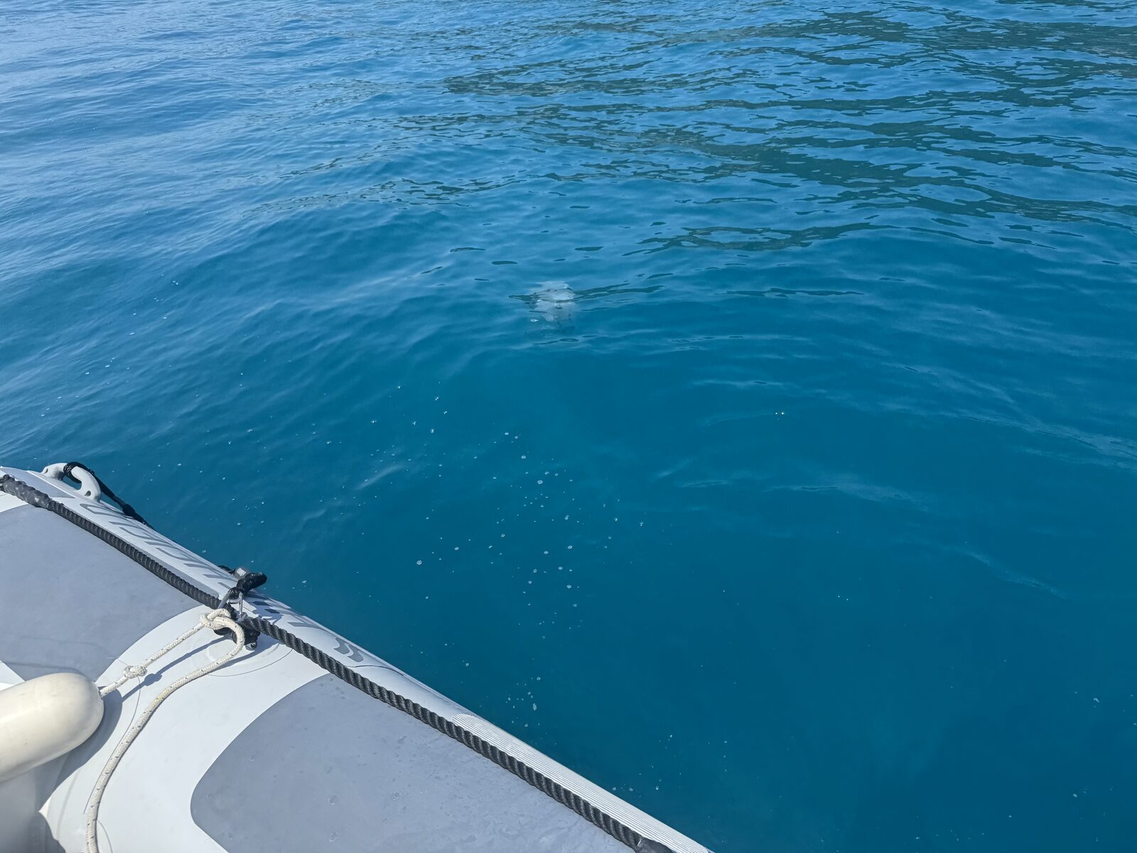 Rhizostoma octopus