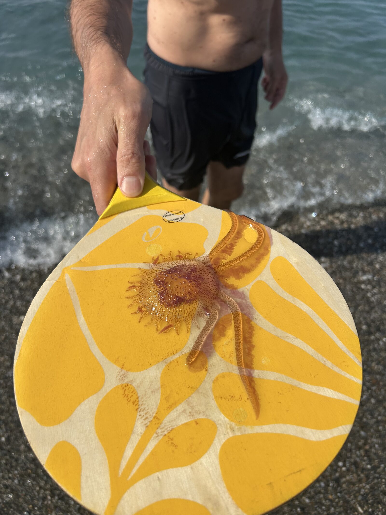 Pelagia Noctiluca