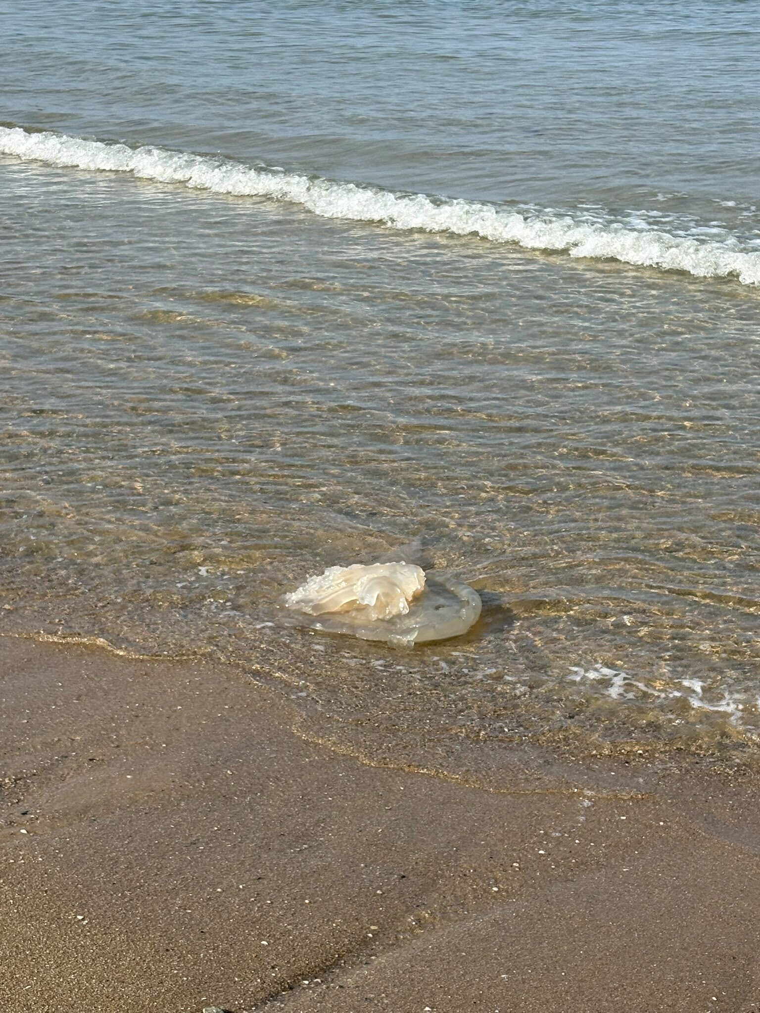 Rhizostoma octopus