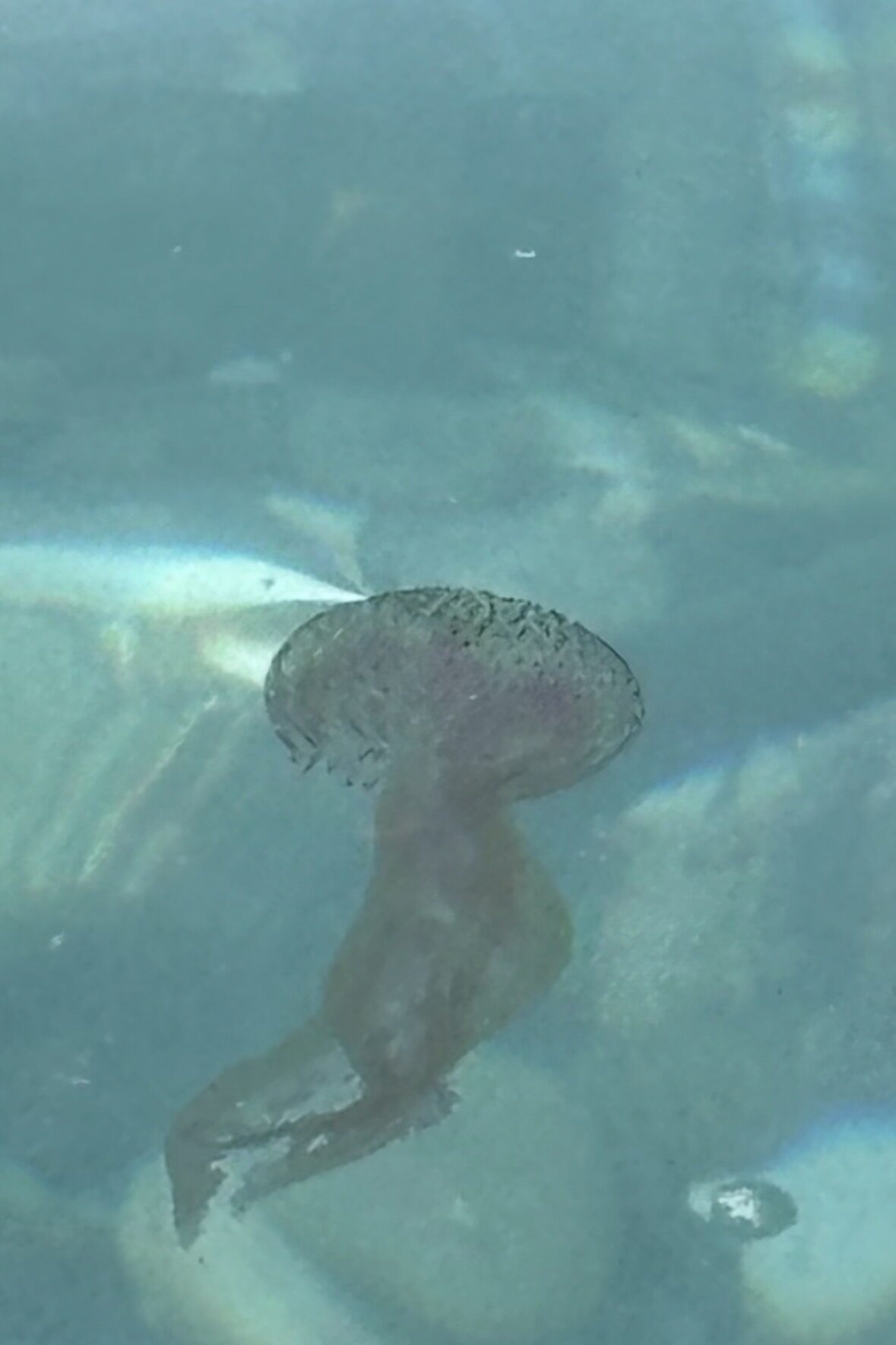 Pelagia Noctiluca