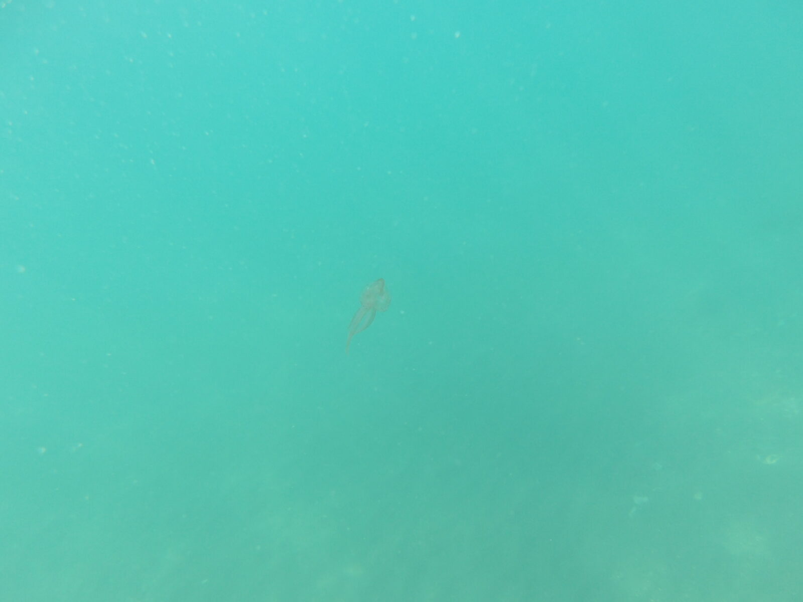 Pelagia Noctiluca