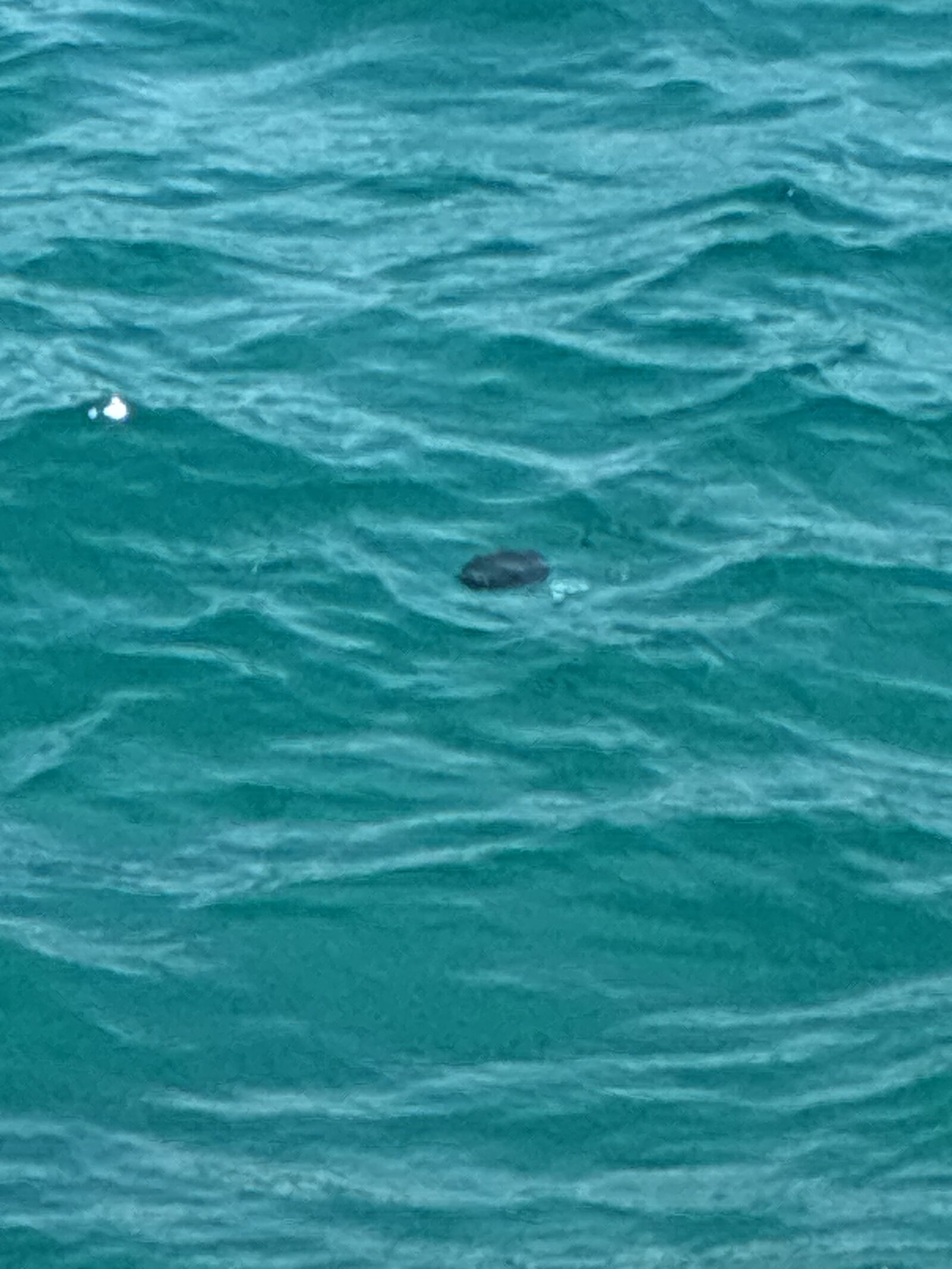 Cotylorhiza tuberculata