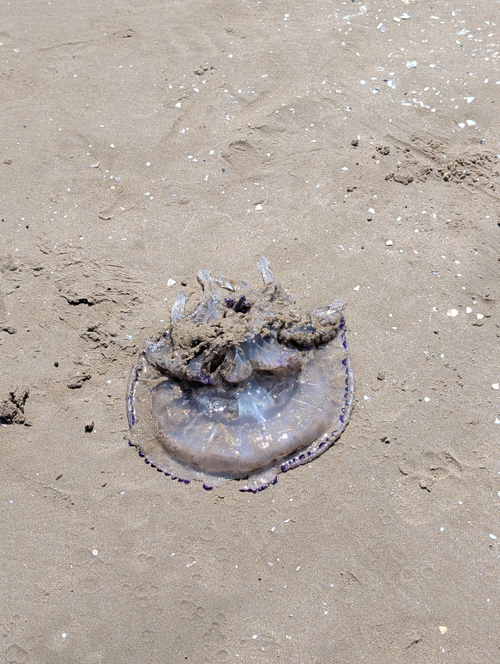 Rhizostoma octopus