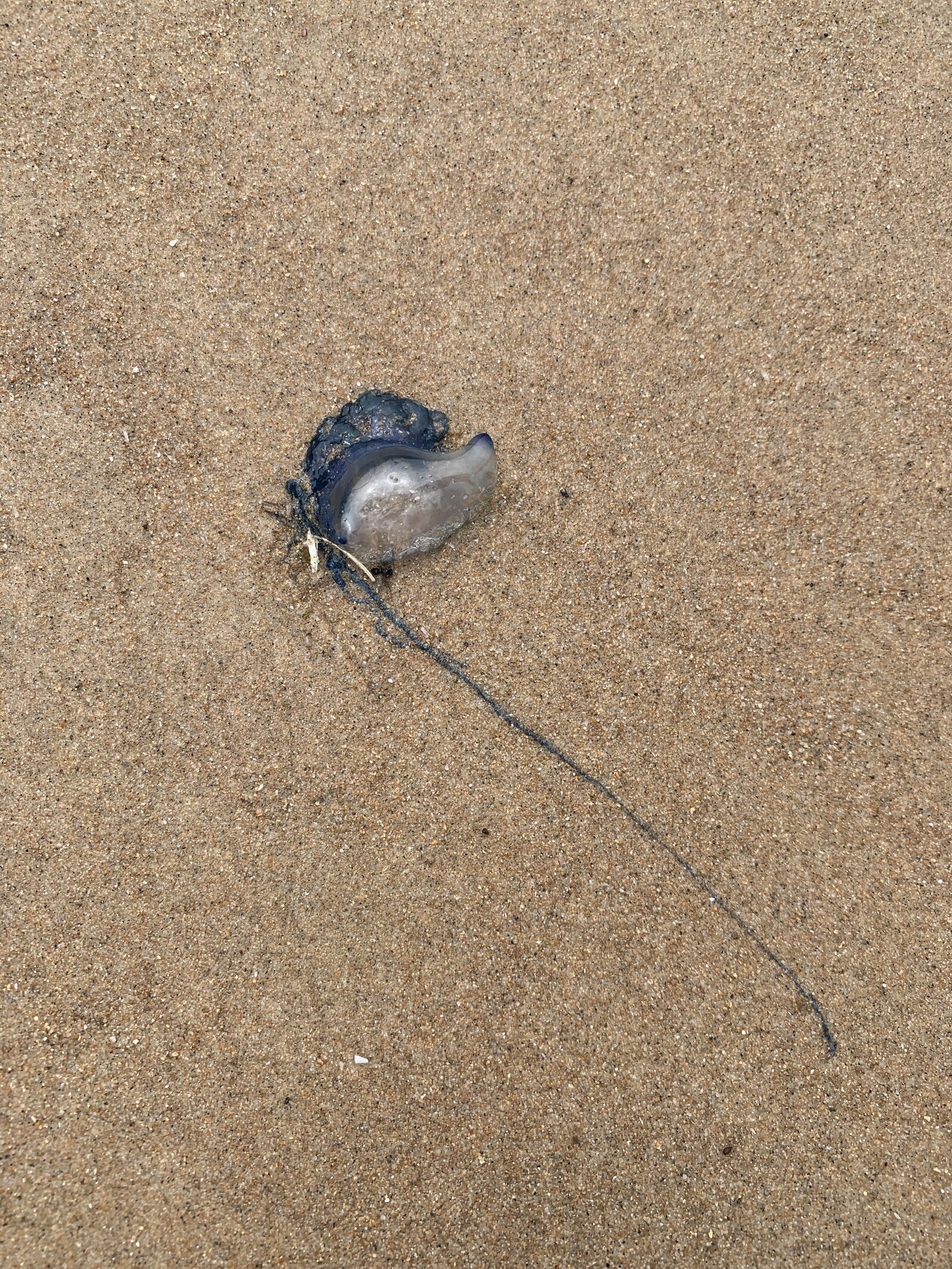Physalia physalis