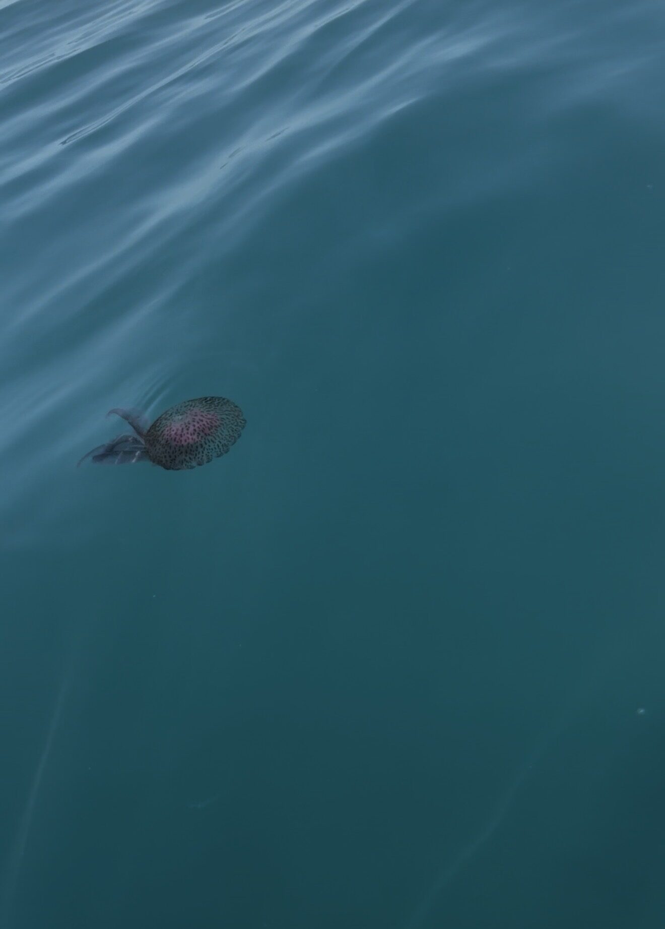Pelagia Noctiluca
