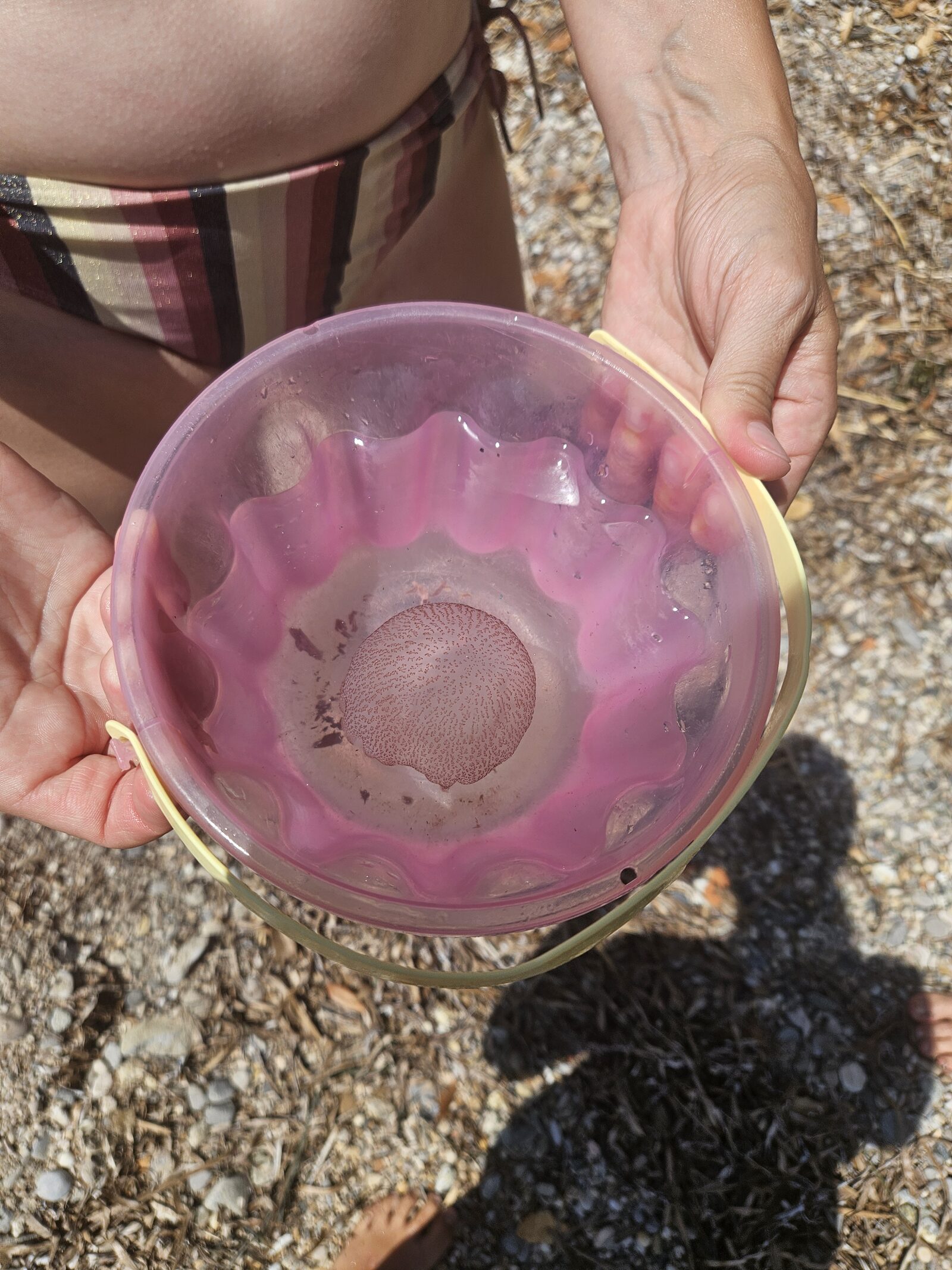 Pelagia Noctiluca