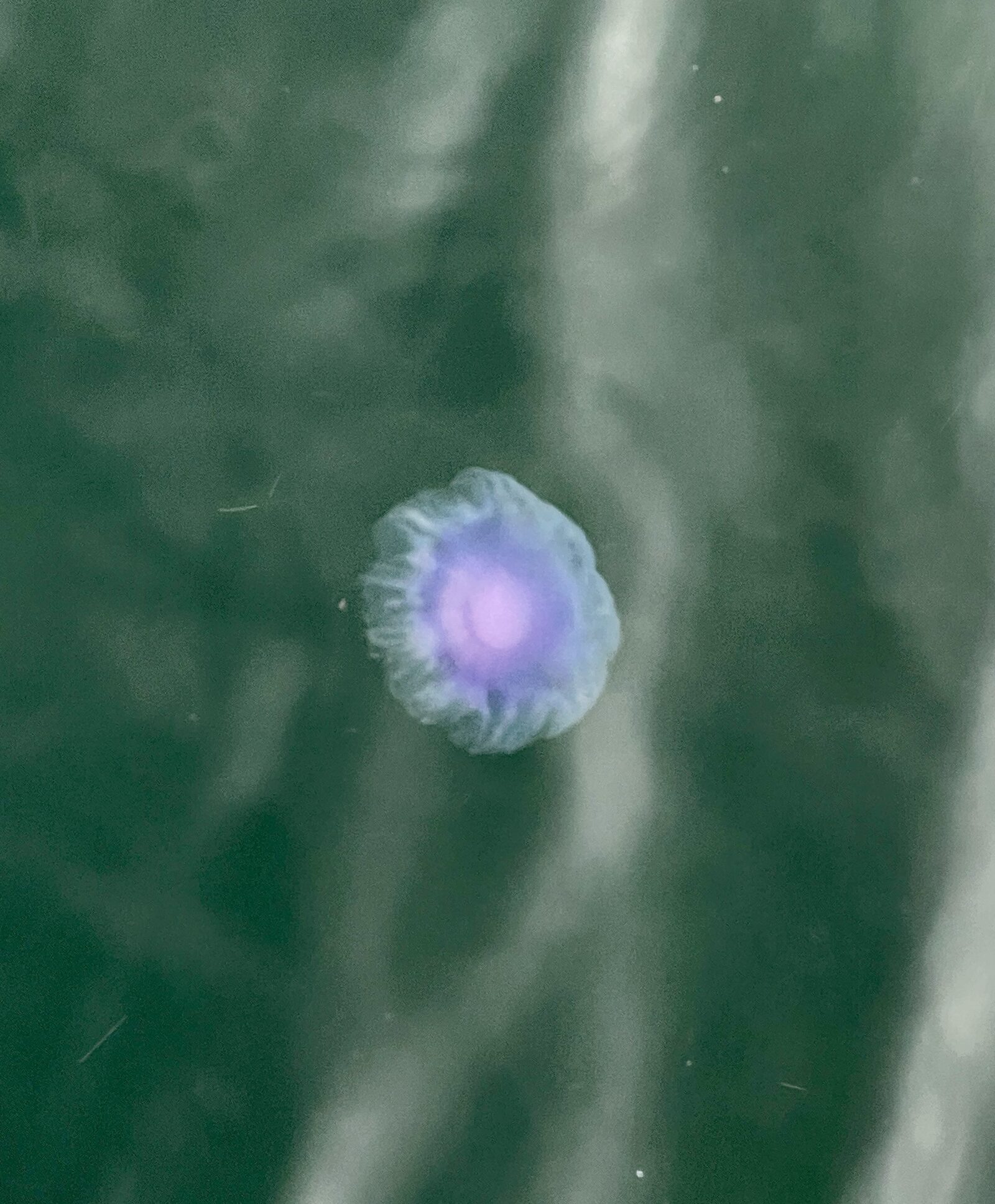 Cyanea lamarckii