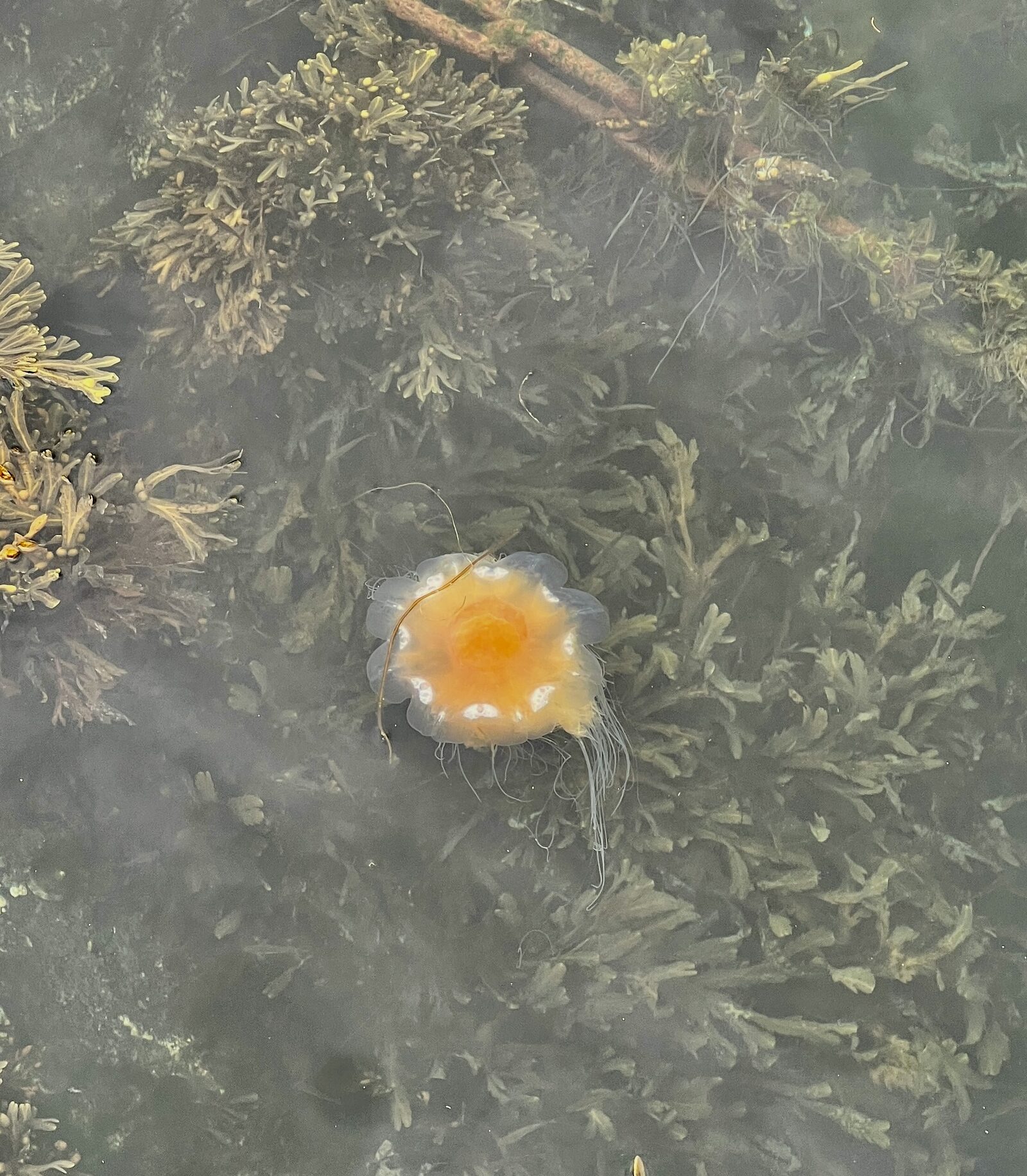 Cyanea capillata