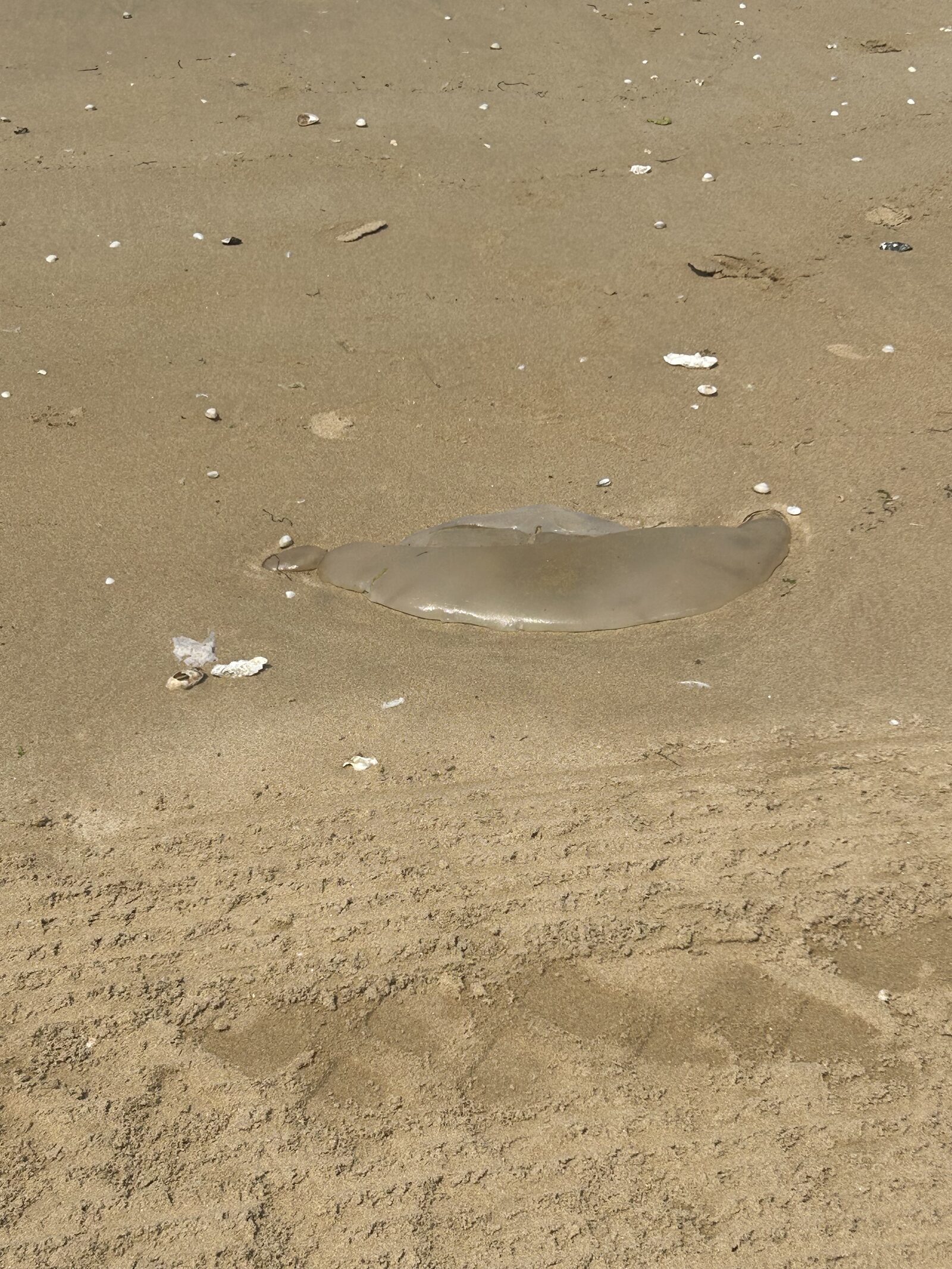 Rhizostoma octopus