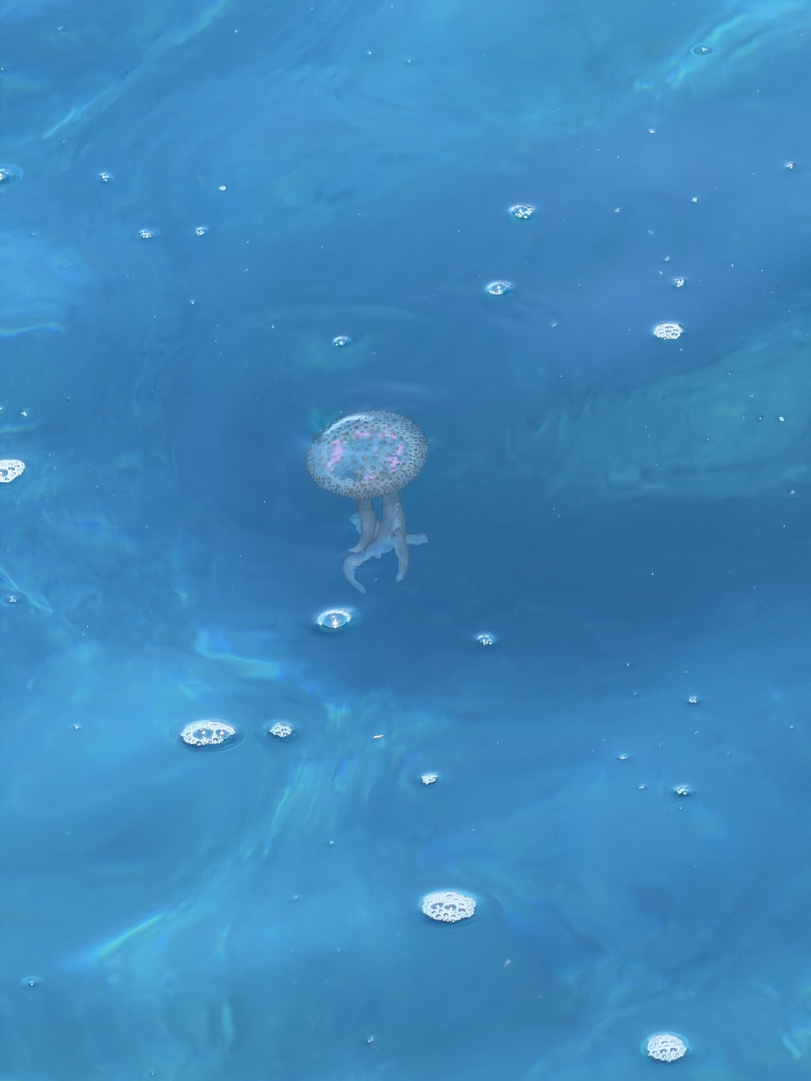 Pelagia Noctiluca