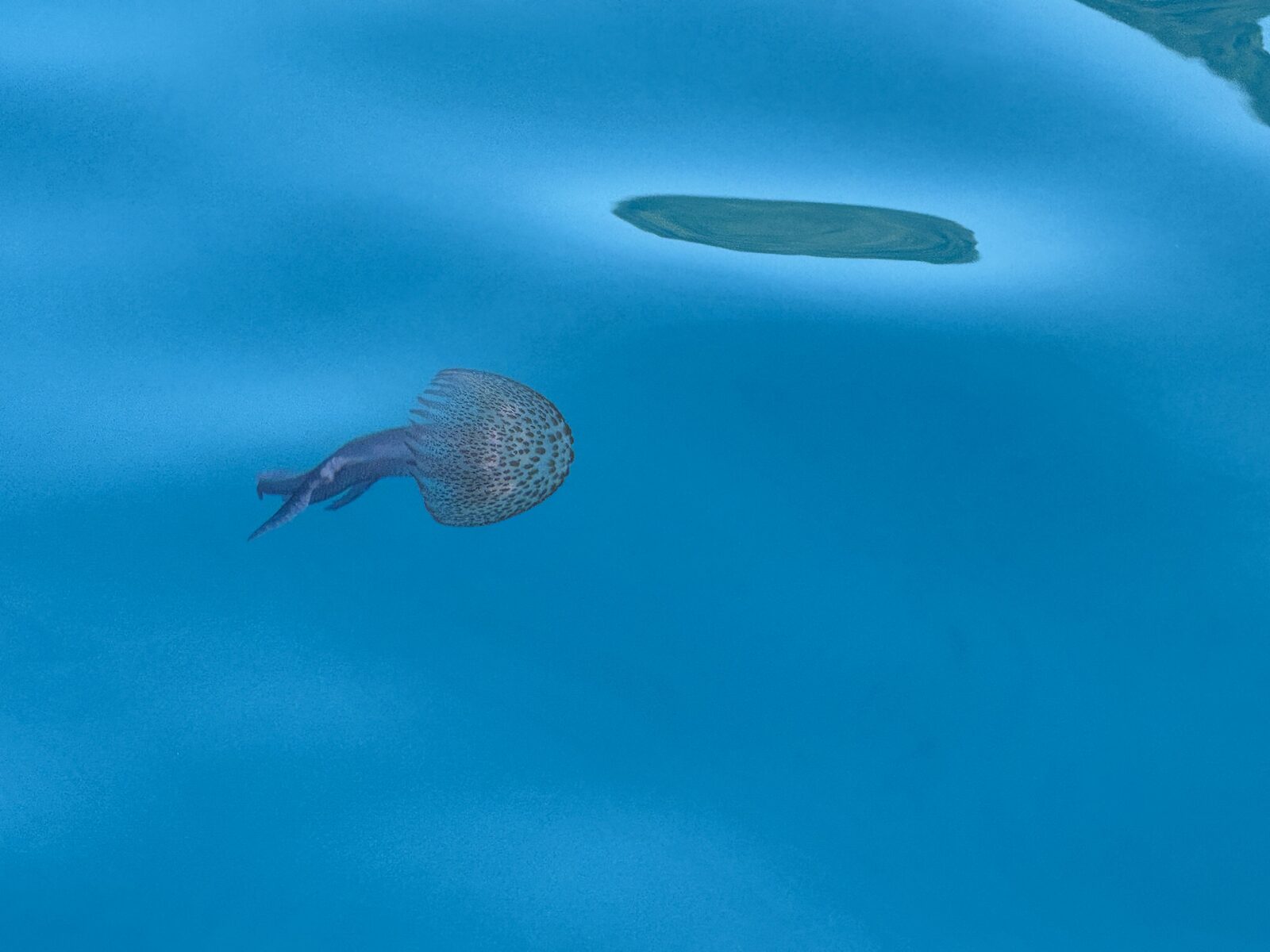 Pelagia Noctiluca