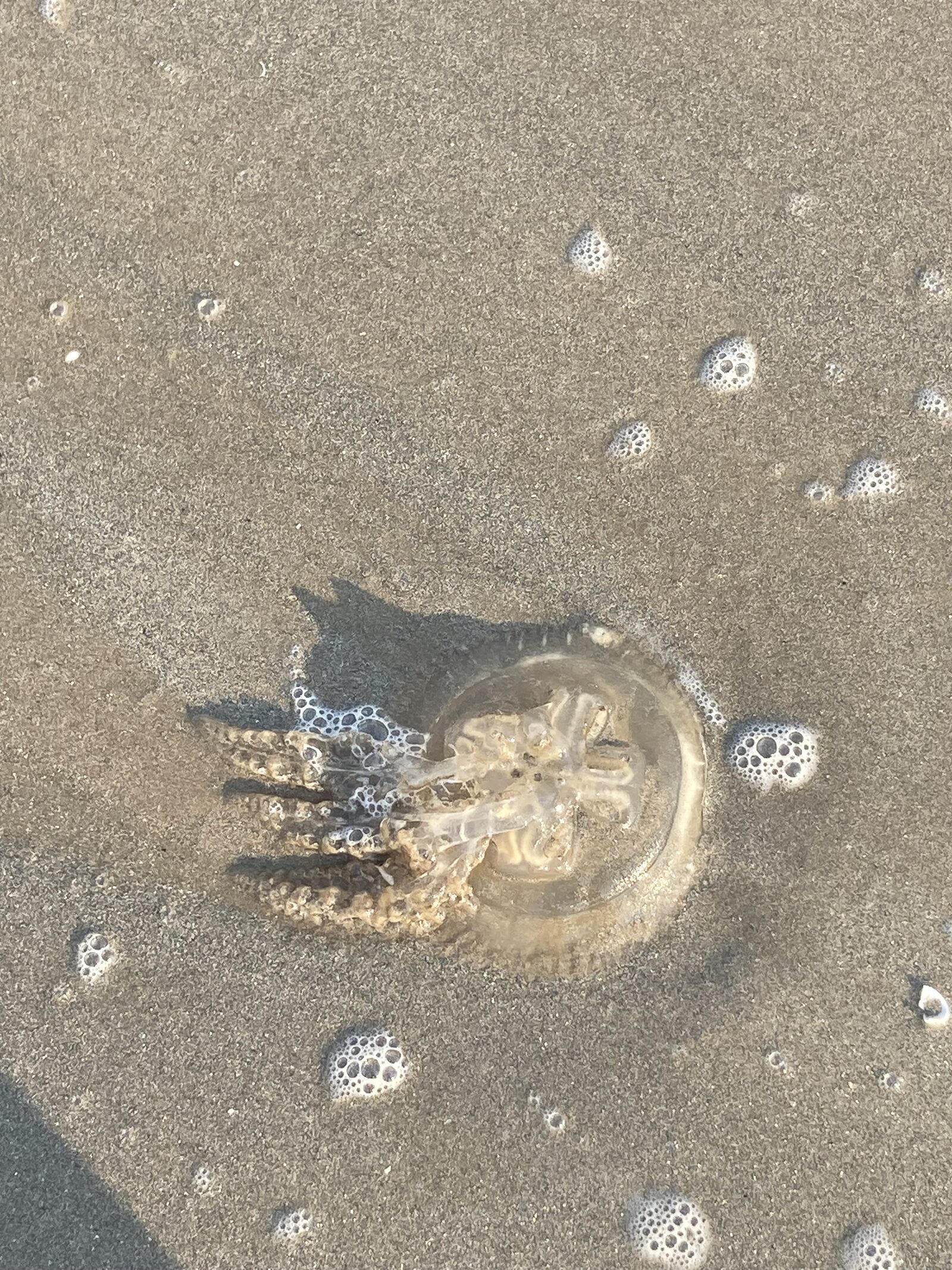 Rhizostoma octopus