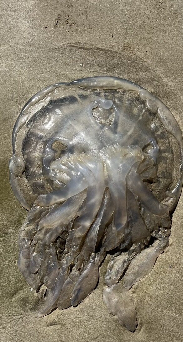 Rhizostoma octopus