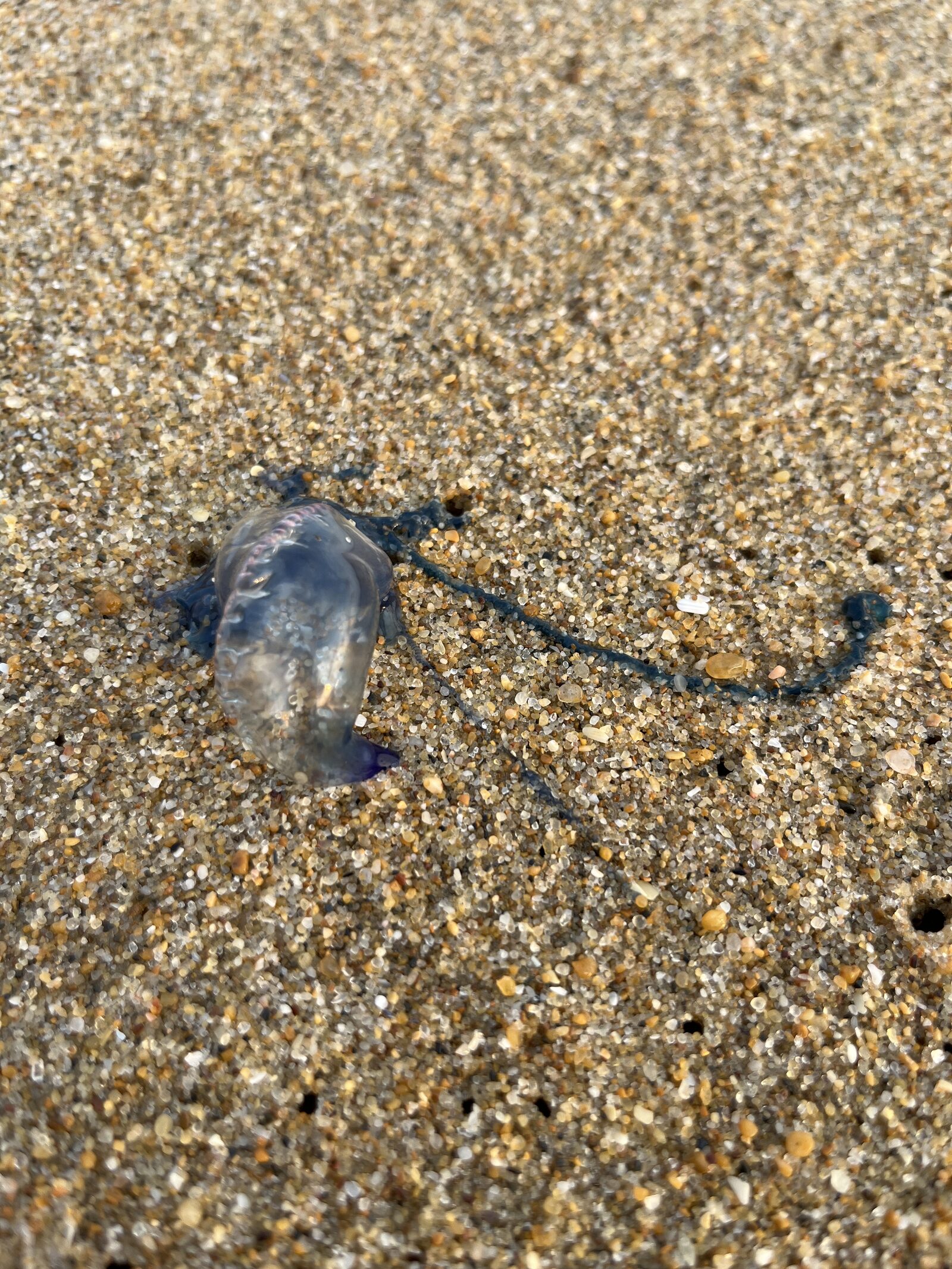 Physalia physalis