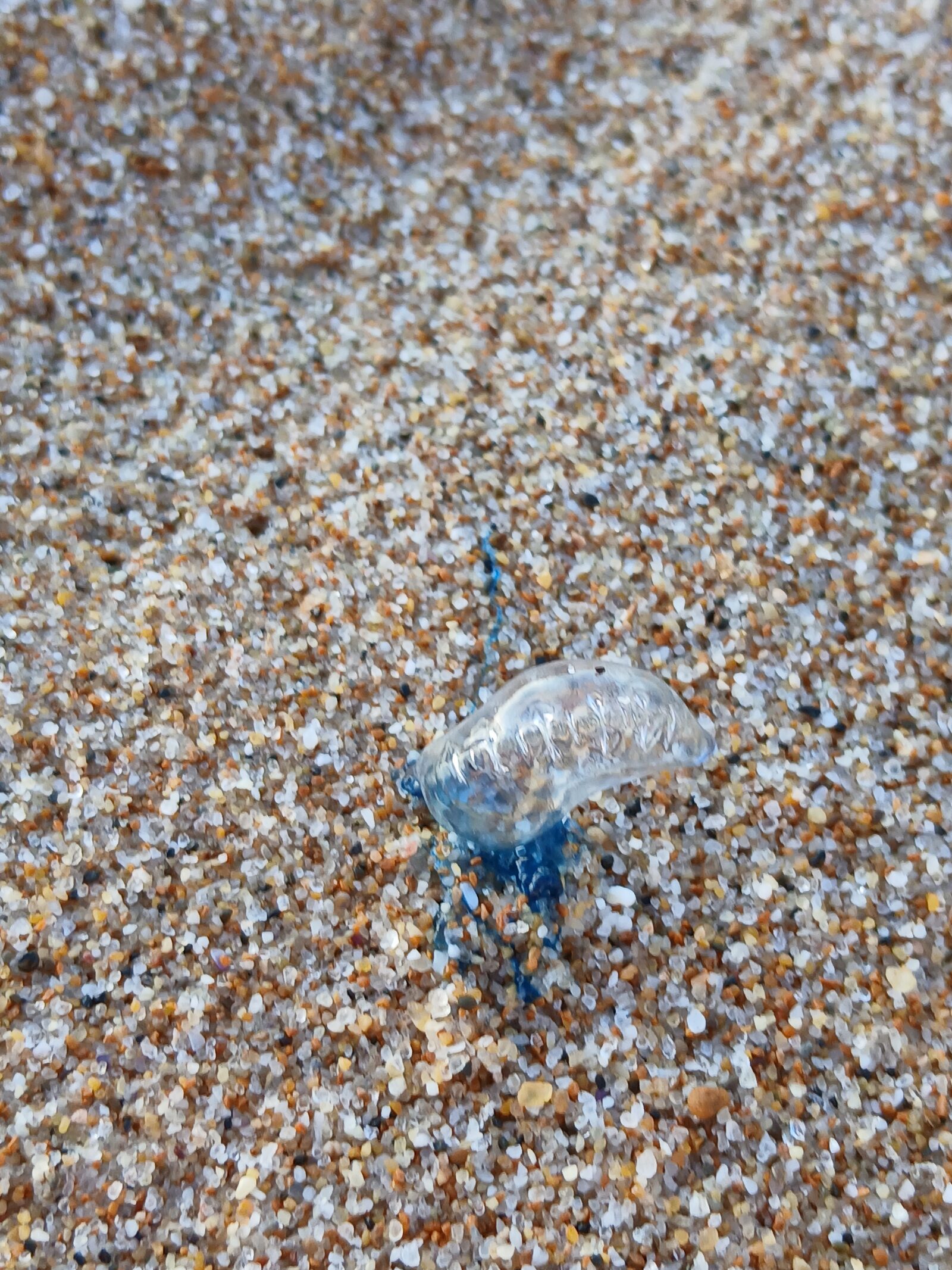 Physalia physalis