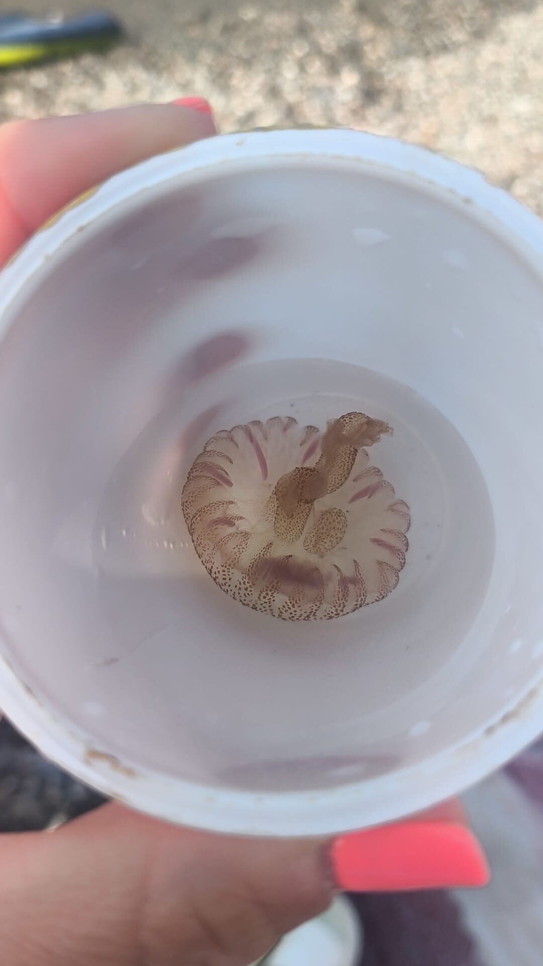 Pelagia Noctiluca