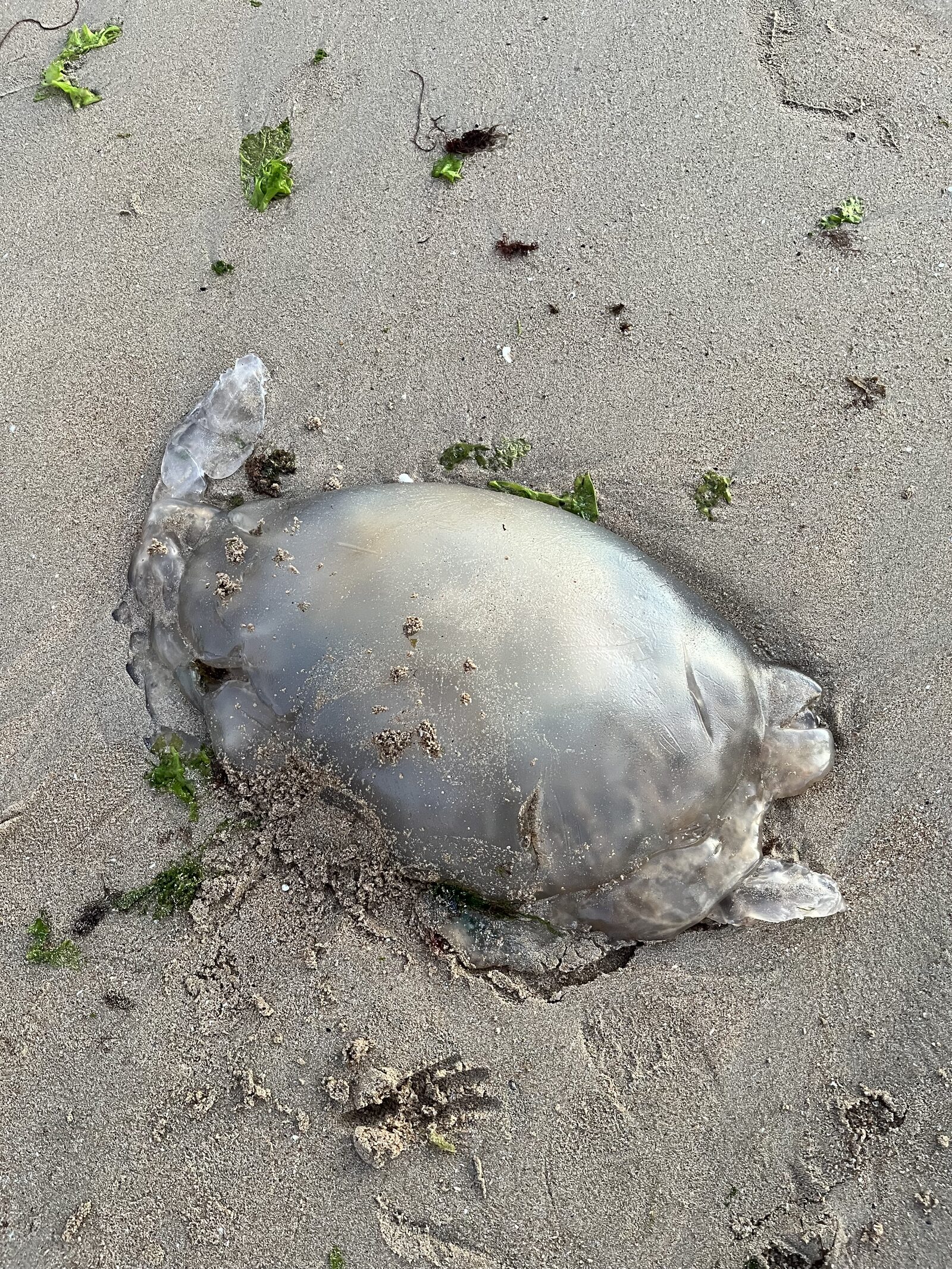 Rhizostoma octopus