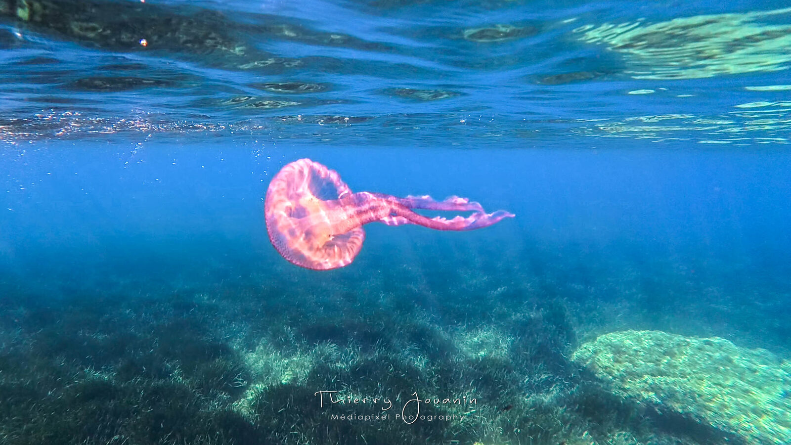 Pelagia Noctiluca