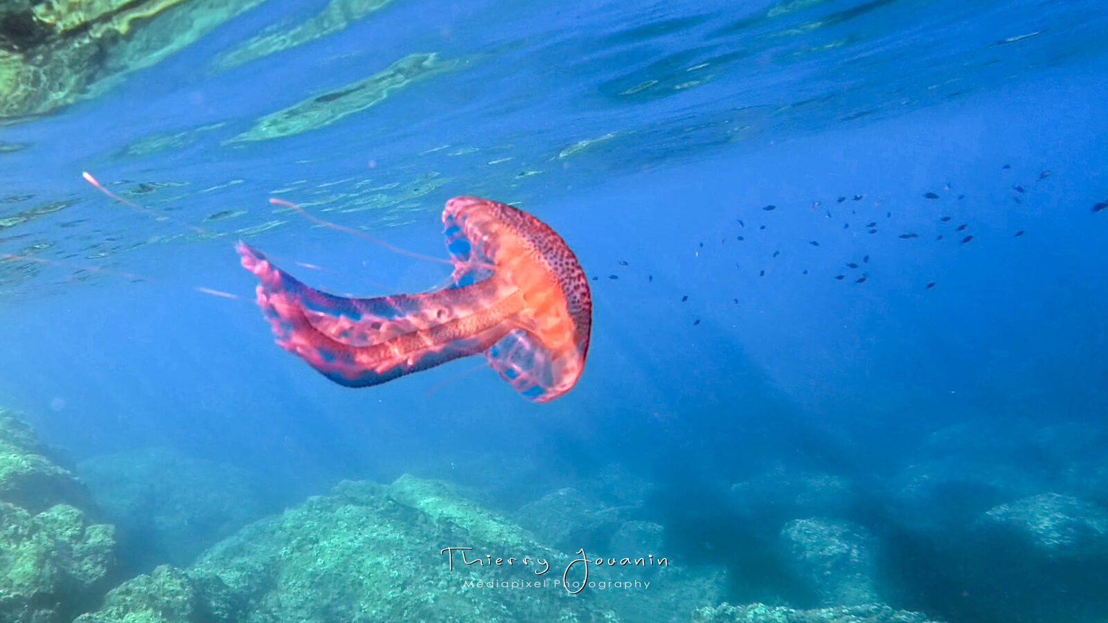 Pelagia Noctiluca