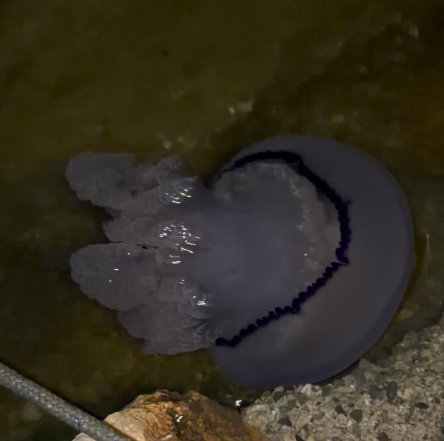 Rhizostoma octopus