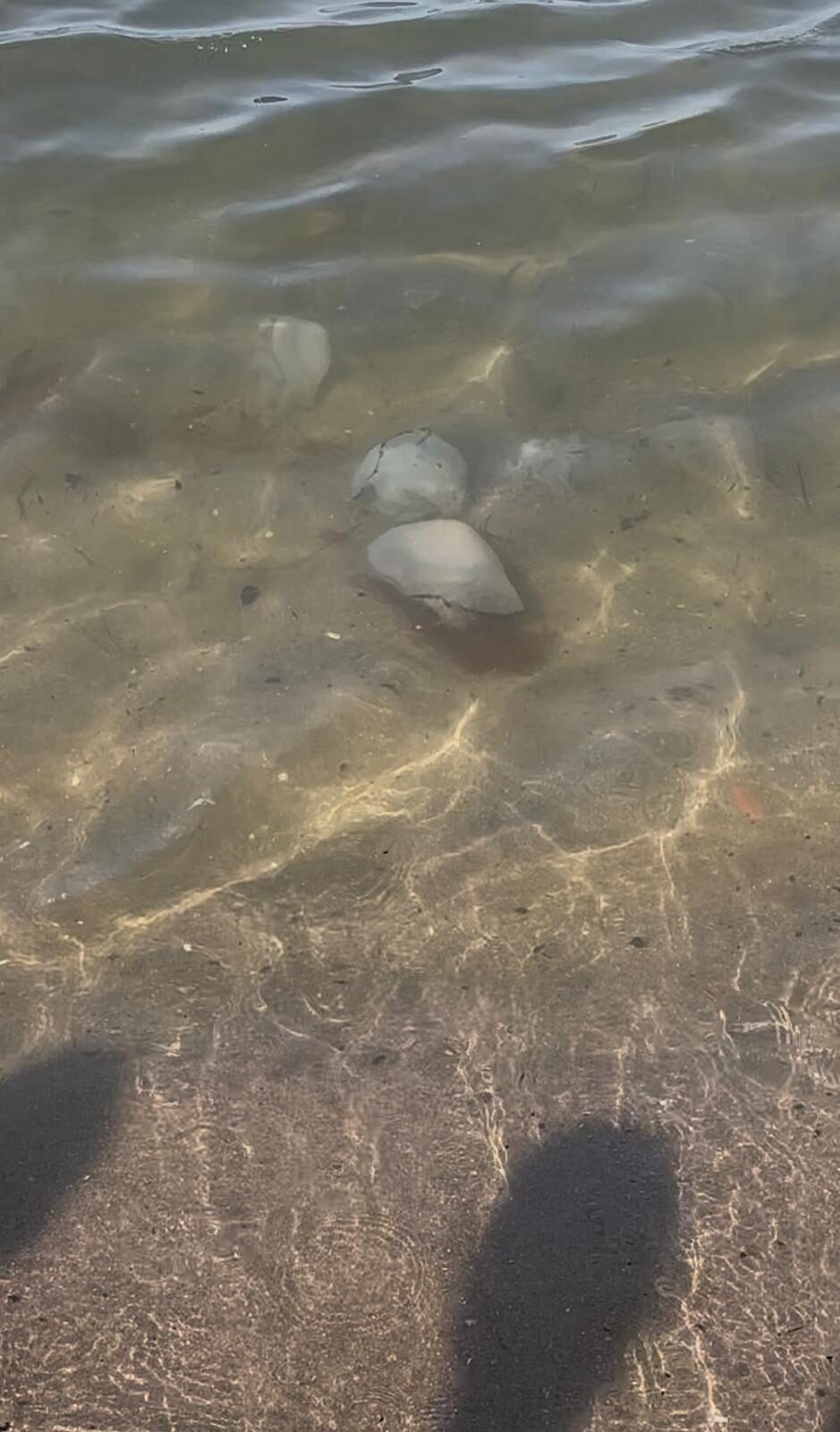 Rhizostoma octopus