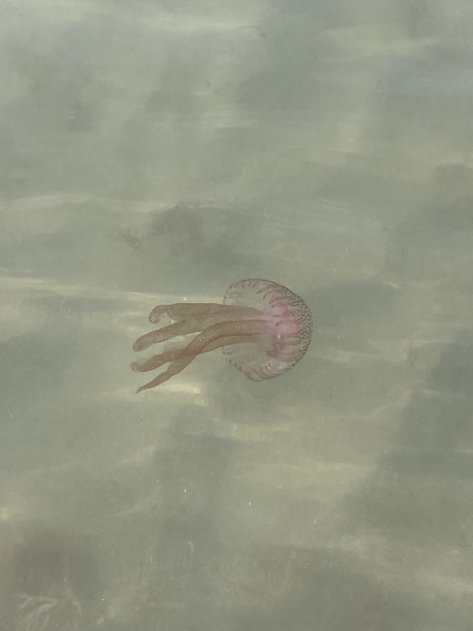 Pelagia Noctiluca