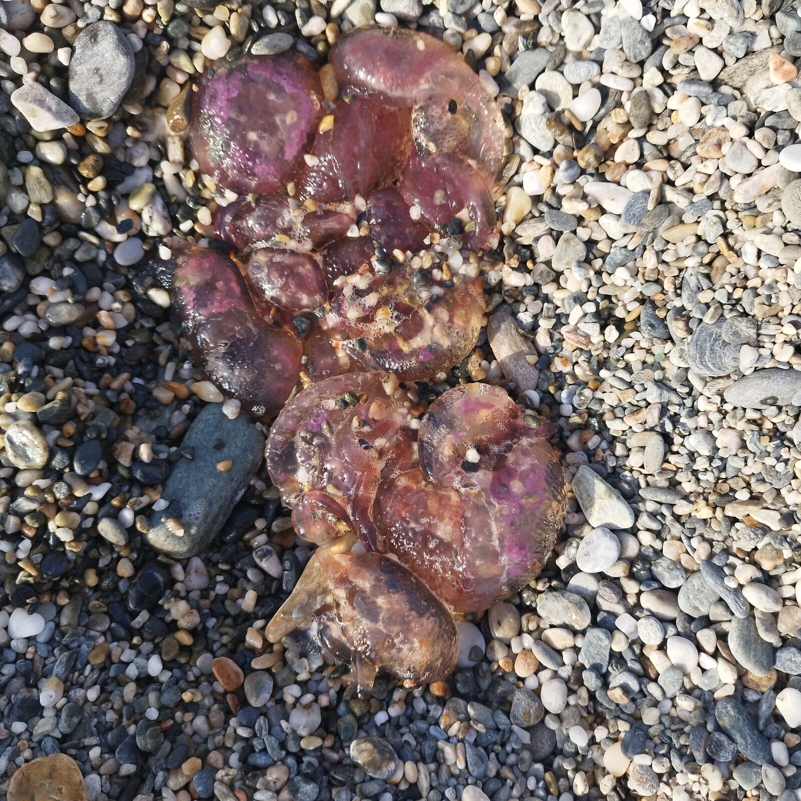 Pelagia Noctiluca