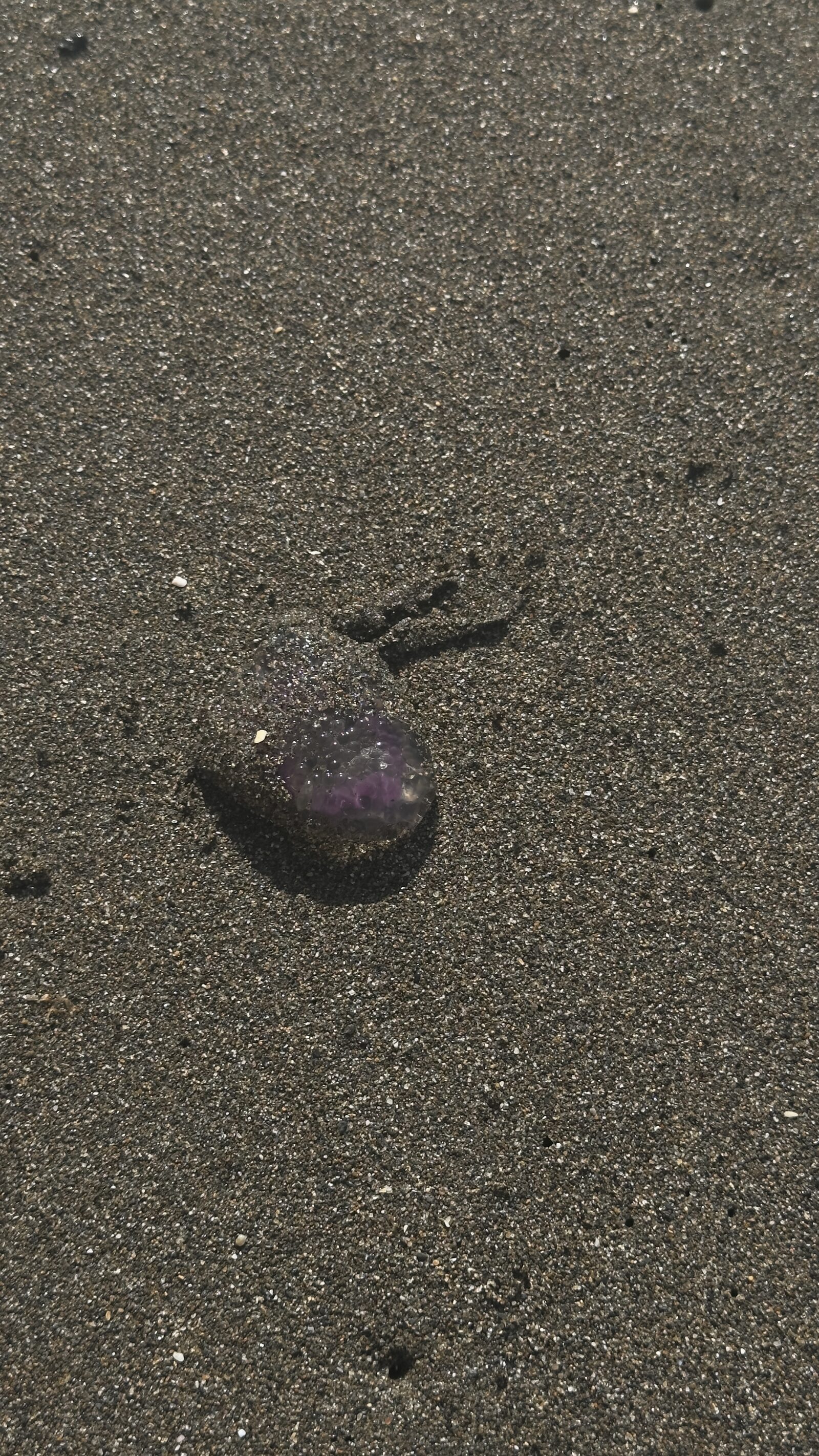 Pelagia Noctiluca