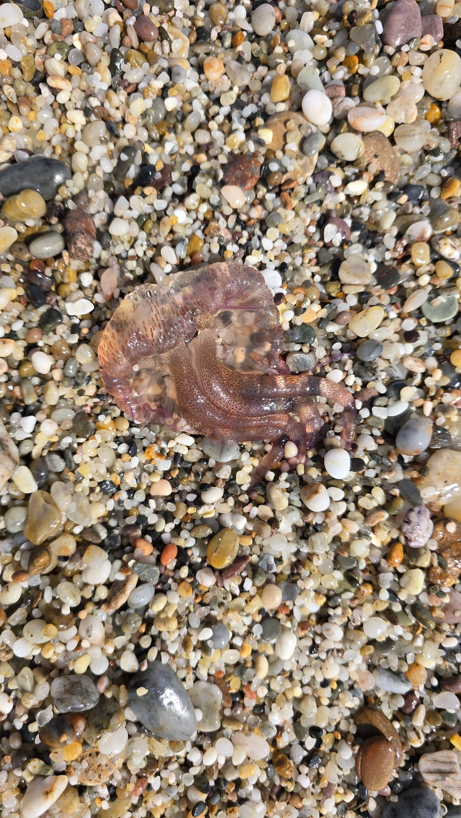 Pelagia Noctiluca