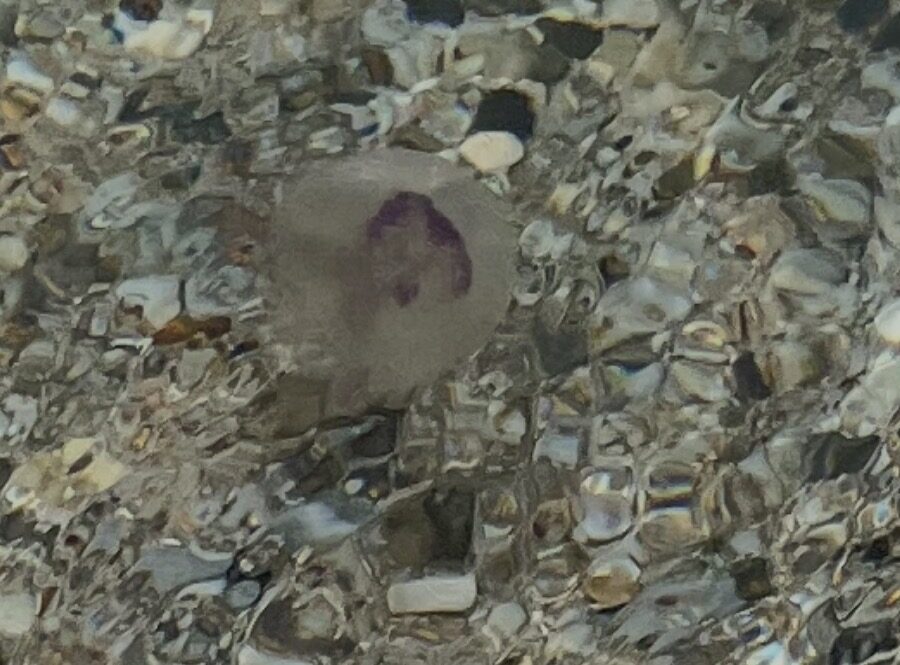 Pelagia Noctiluca