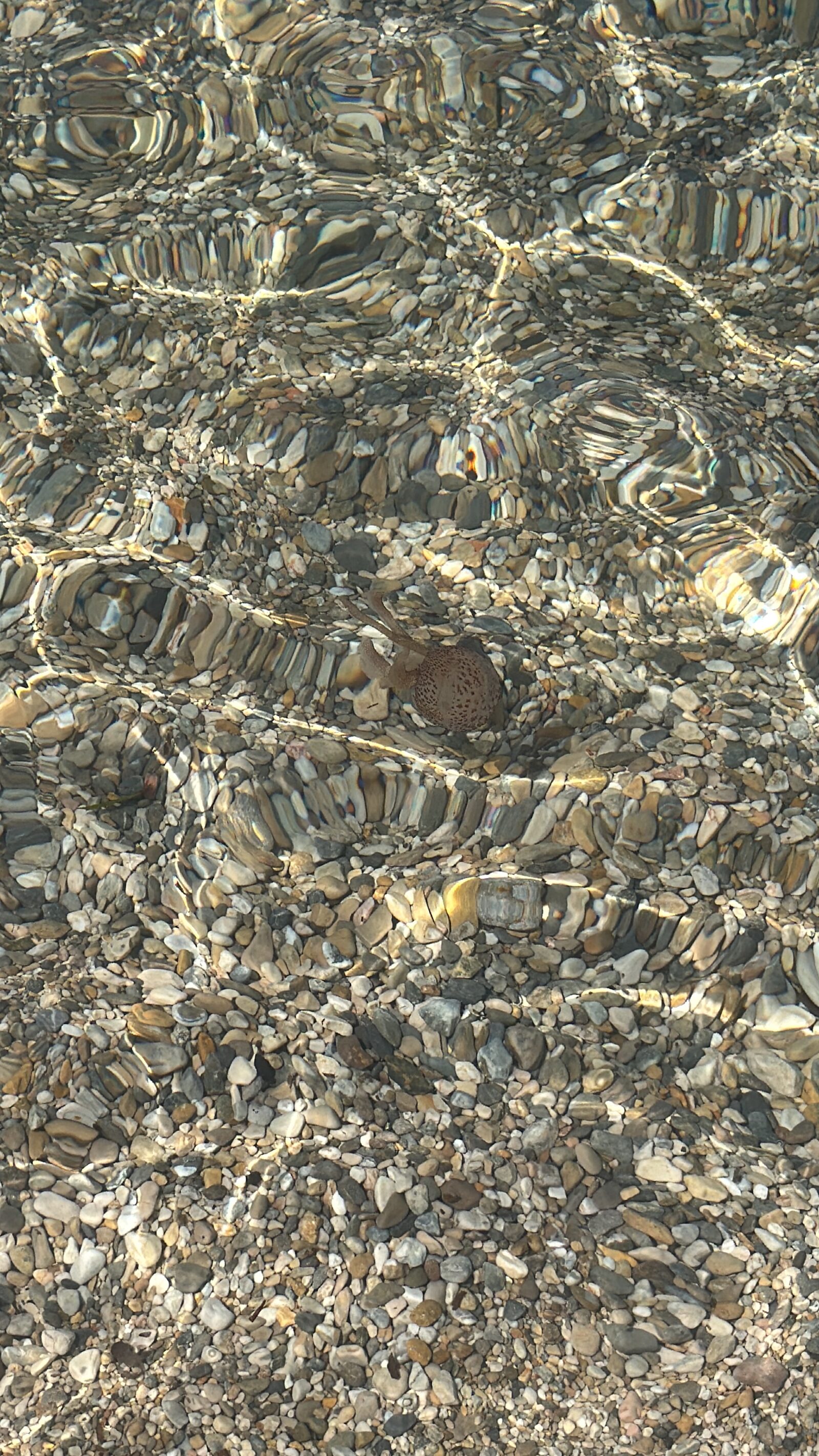 Pelagia Noctiluca