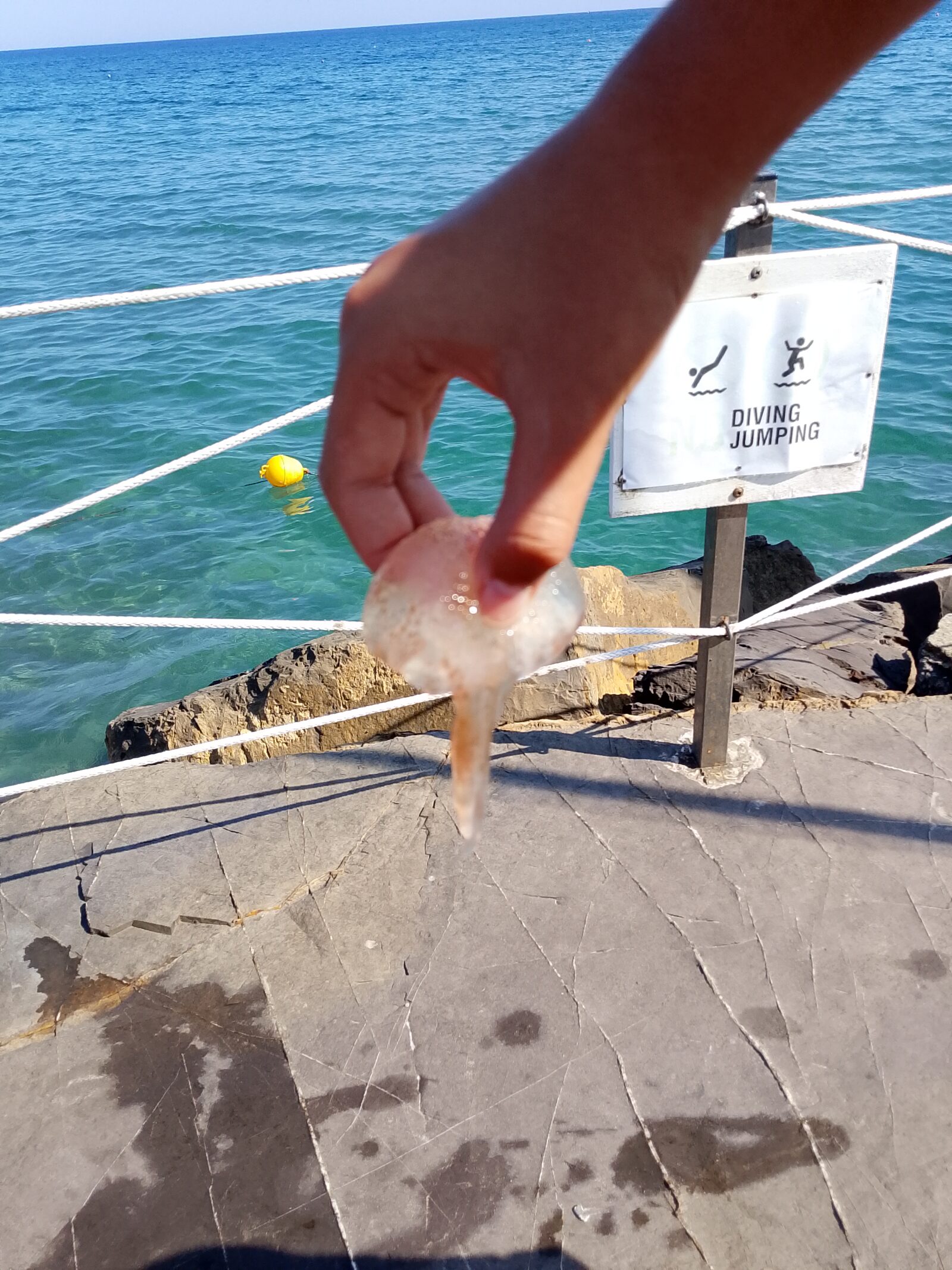 Pelagia Noctiluca