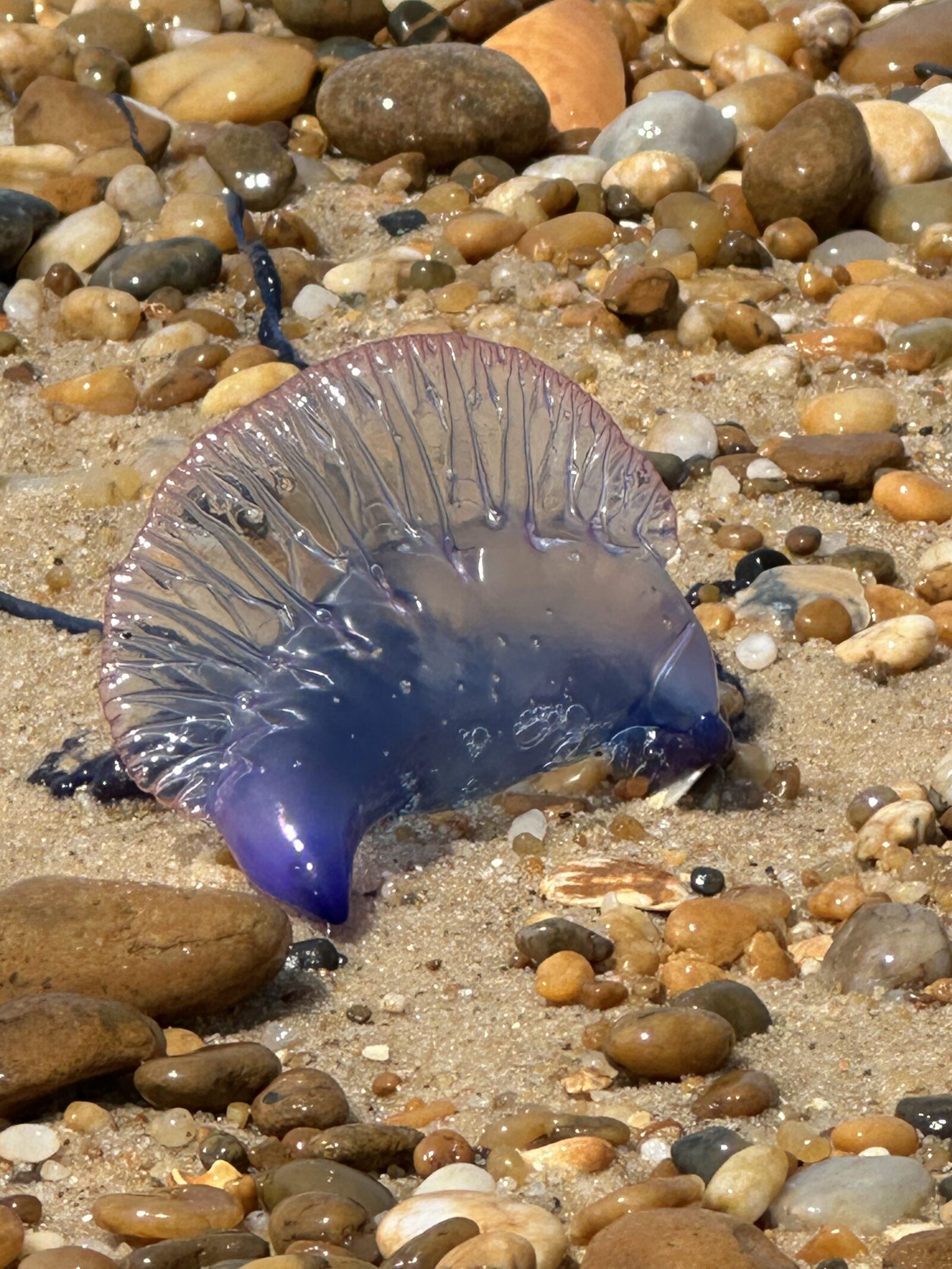 Physalia physalis