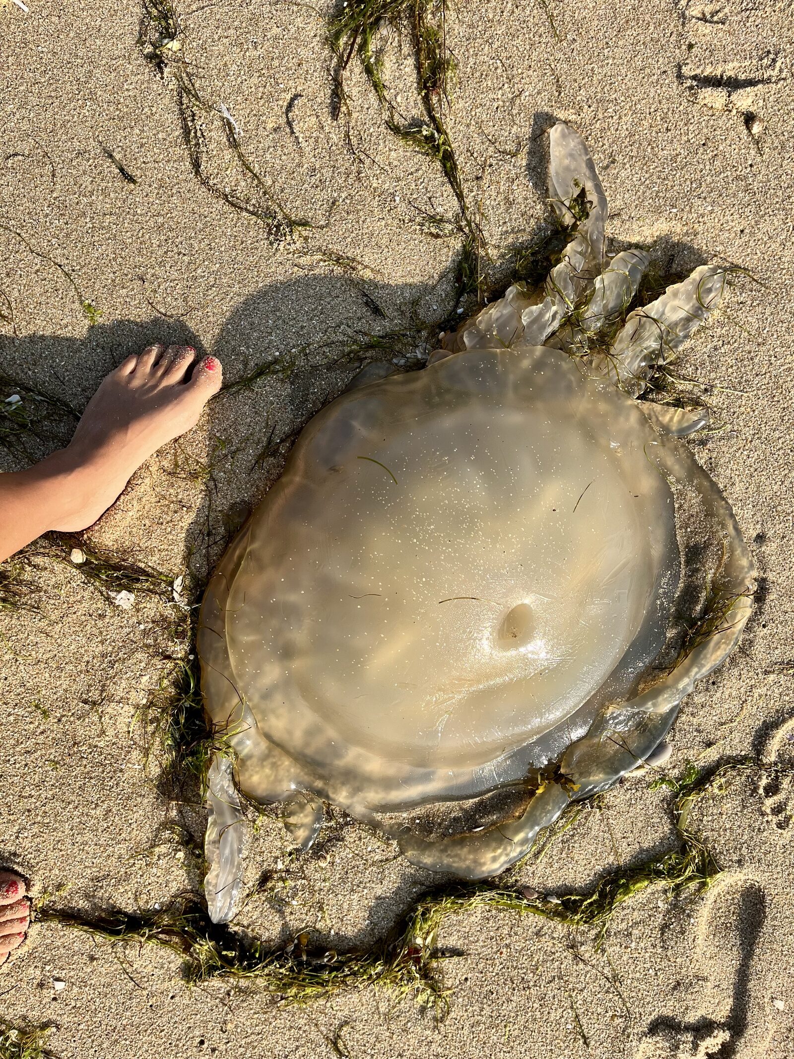 Rhizostoma octopus