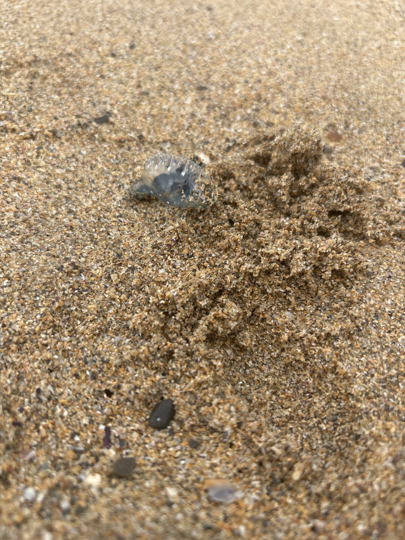 Velella Velella