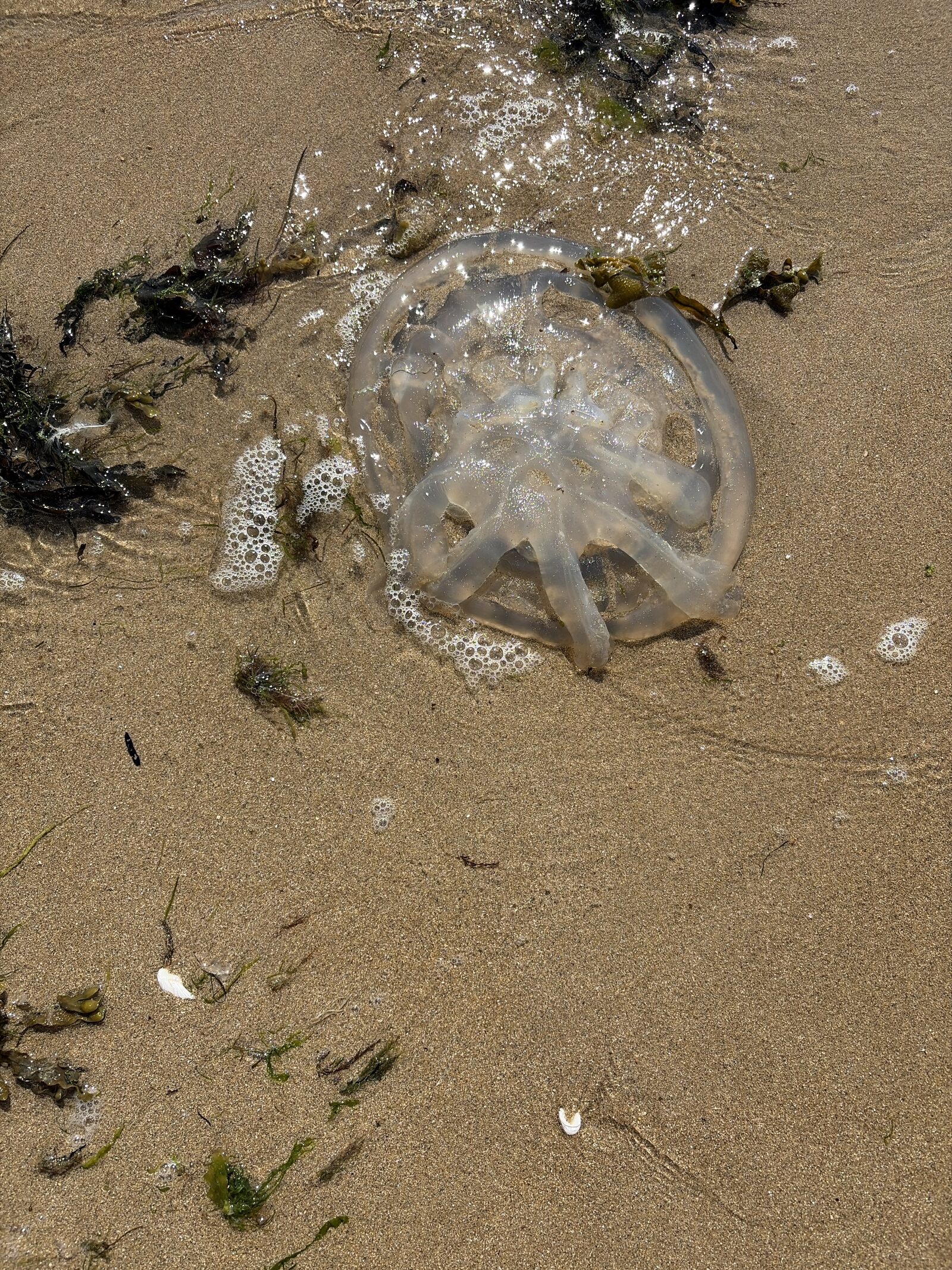 Rhizostoma octopus