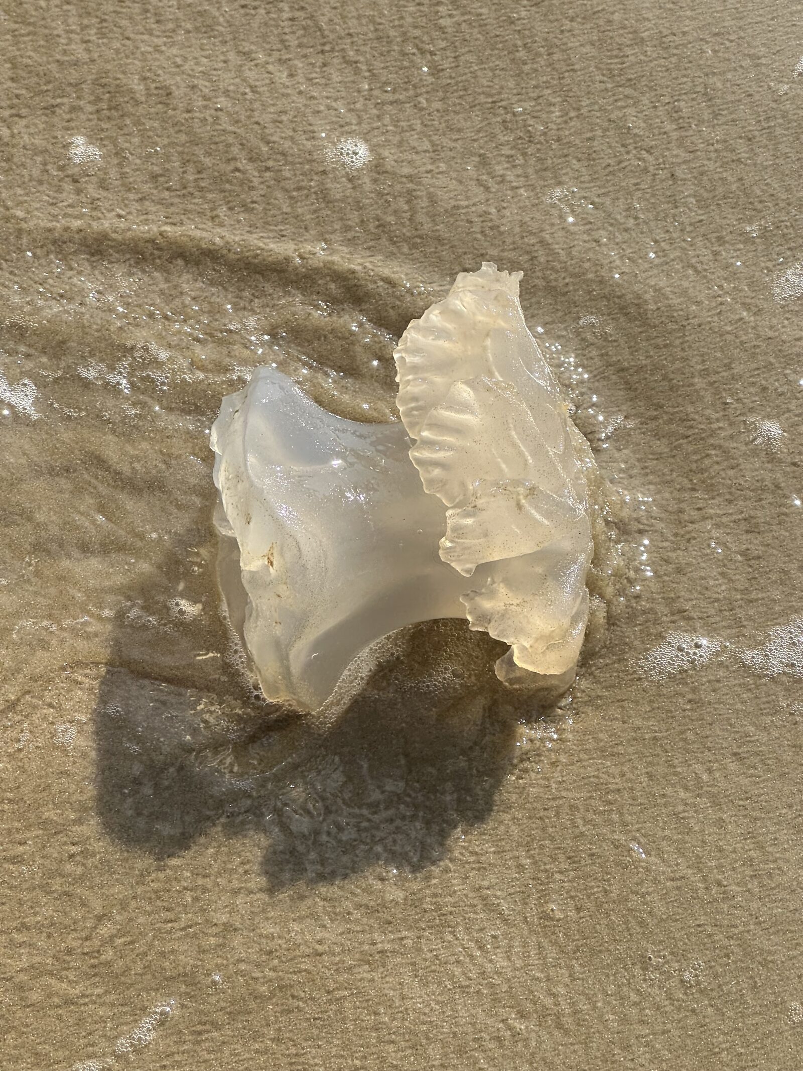Rhizostoma octopus