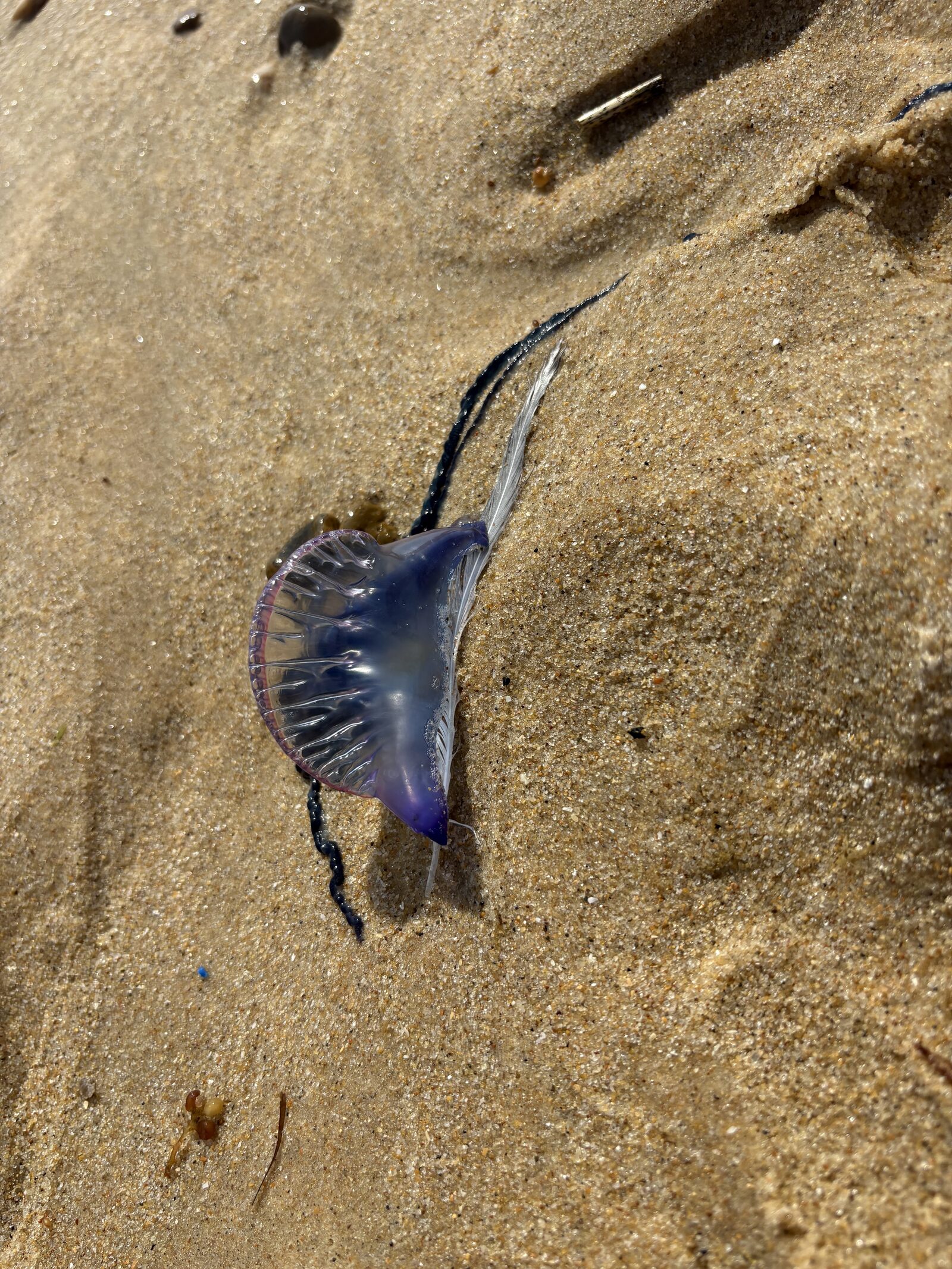 Physalia physalis