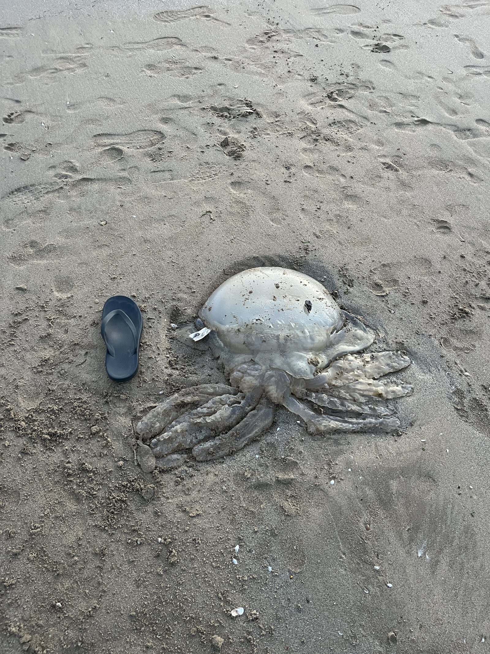 Rhizostoma octopus