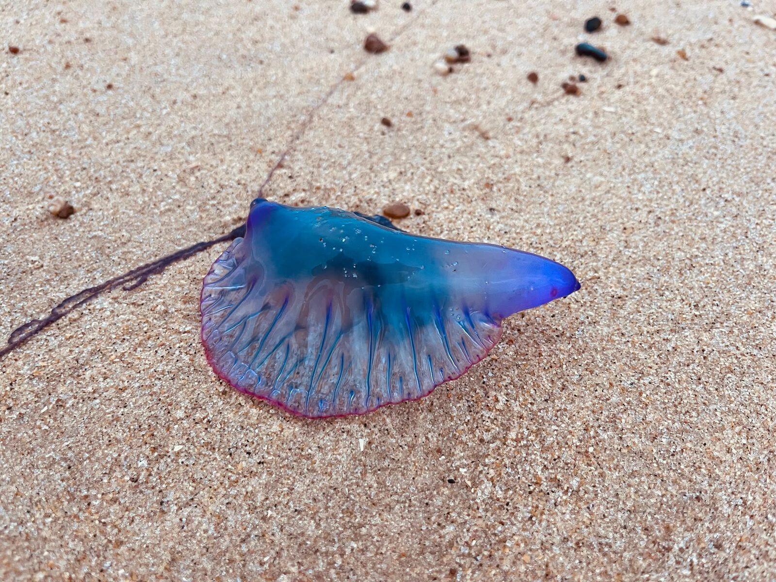 Physalia physalis
