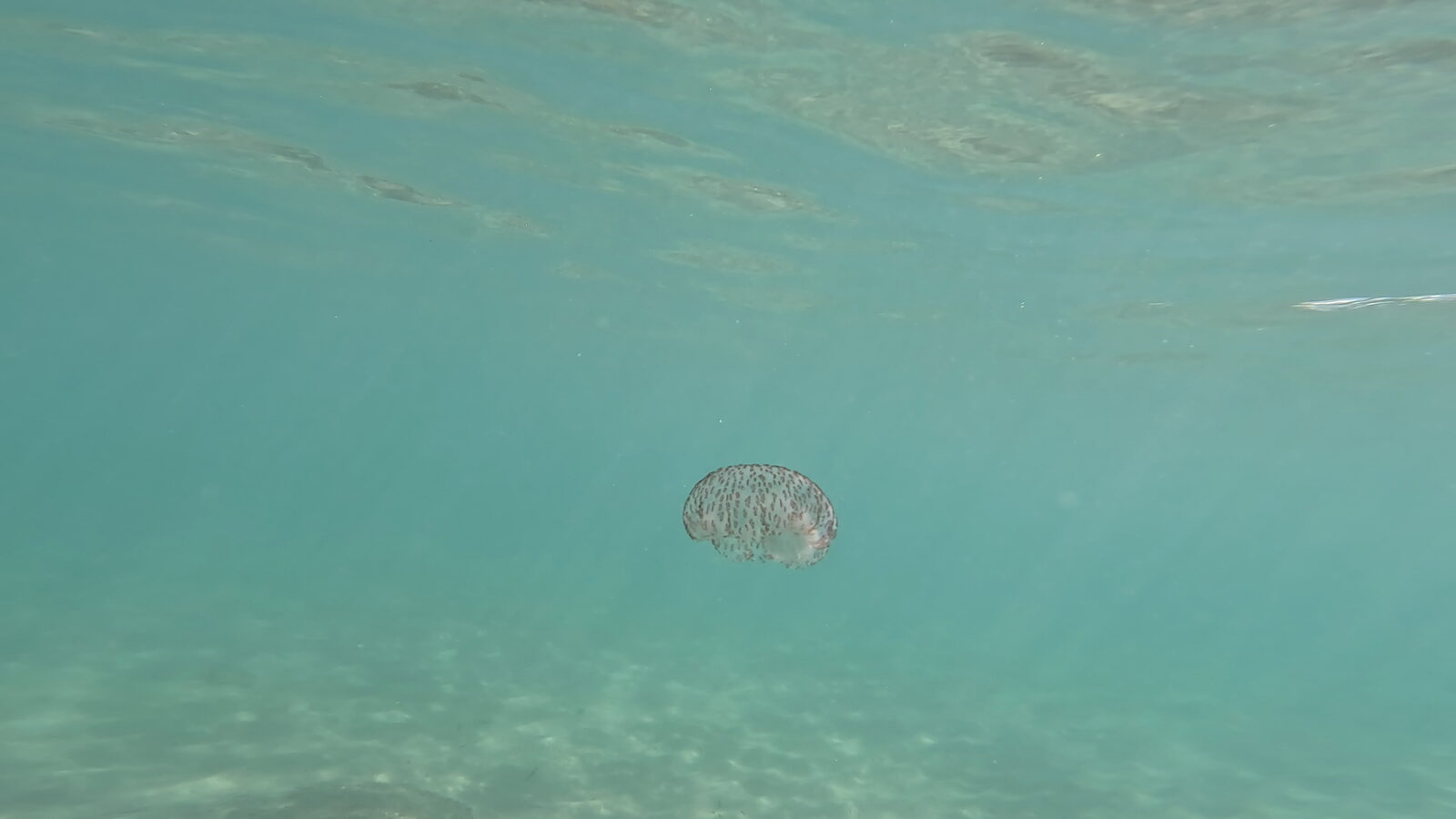 Pelagia Noctiluca