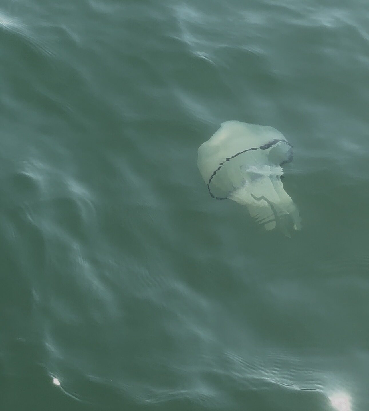 Rhizostoma octopus