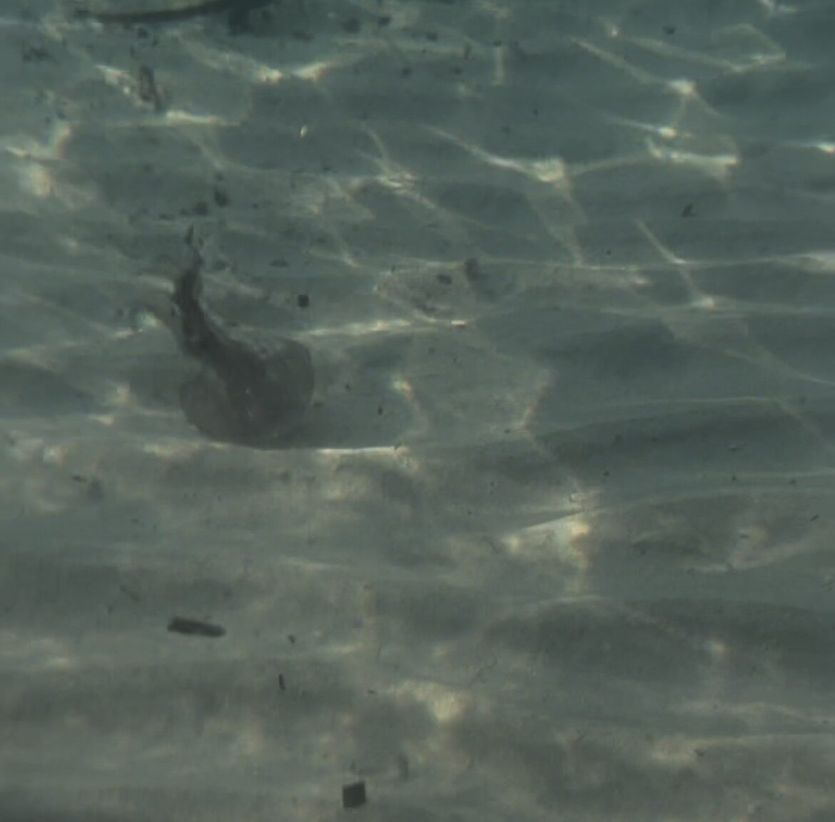 Pelagia Noctiluca