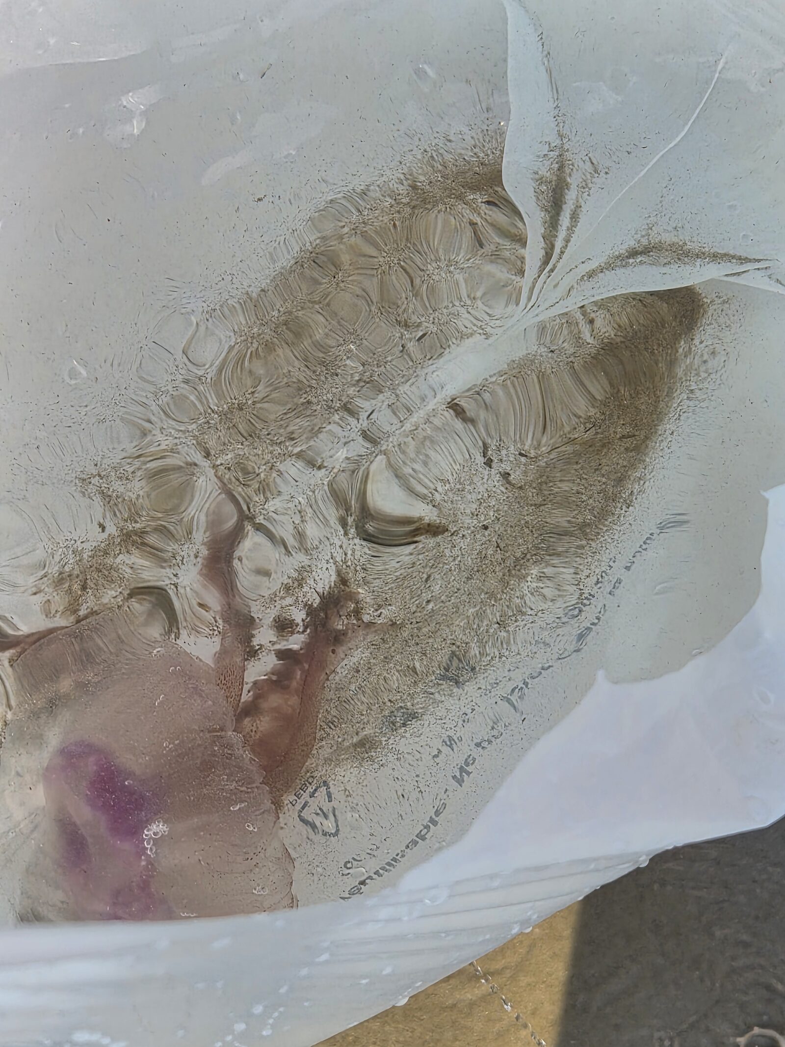 Pelagia Noctiluca